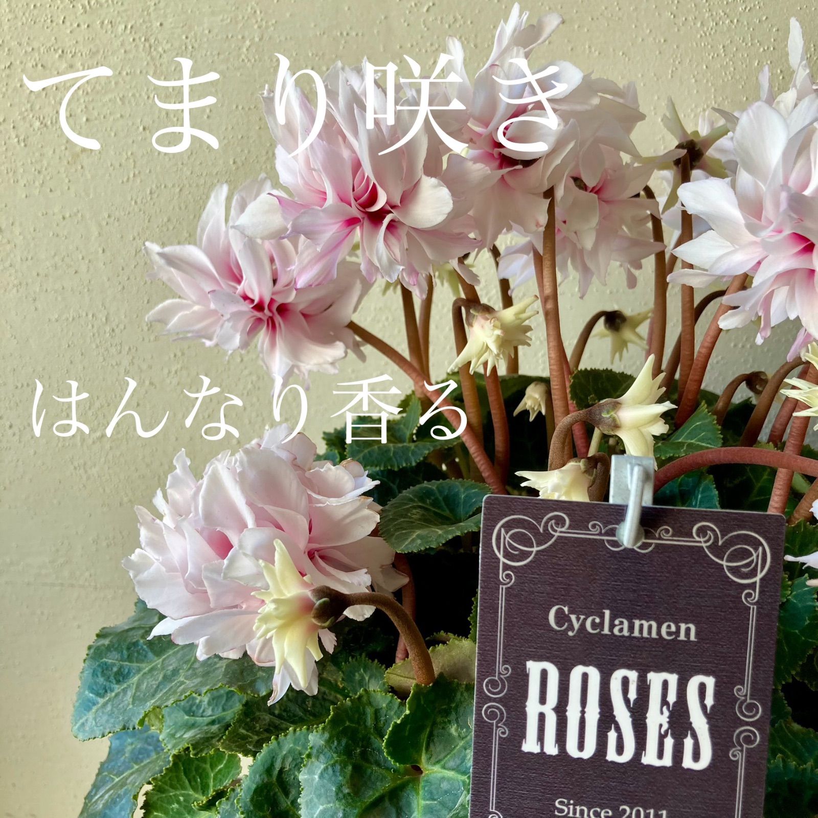 シクラメン ローゼス 八重咲き み