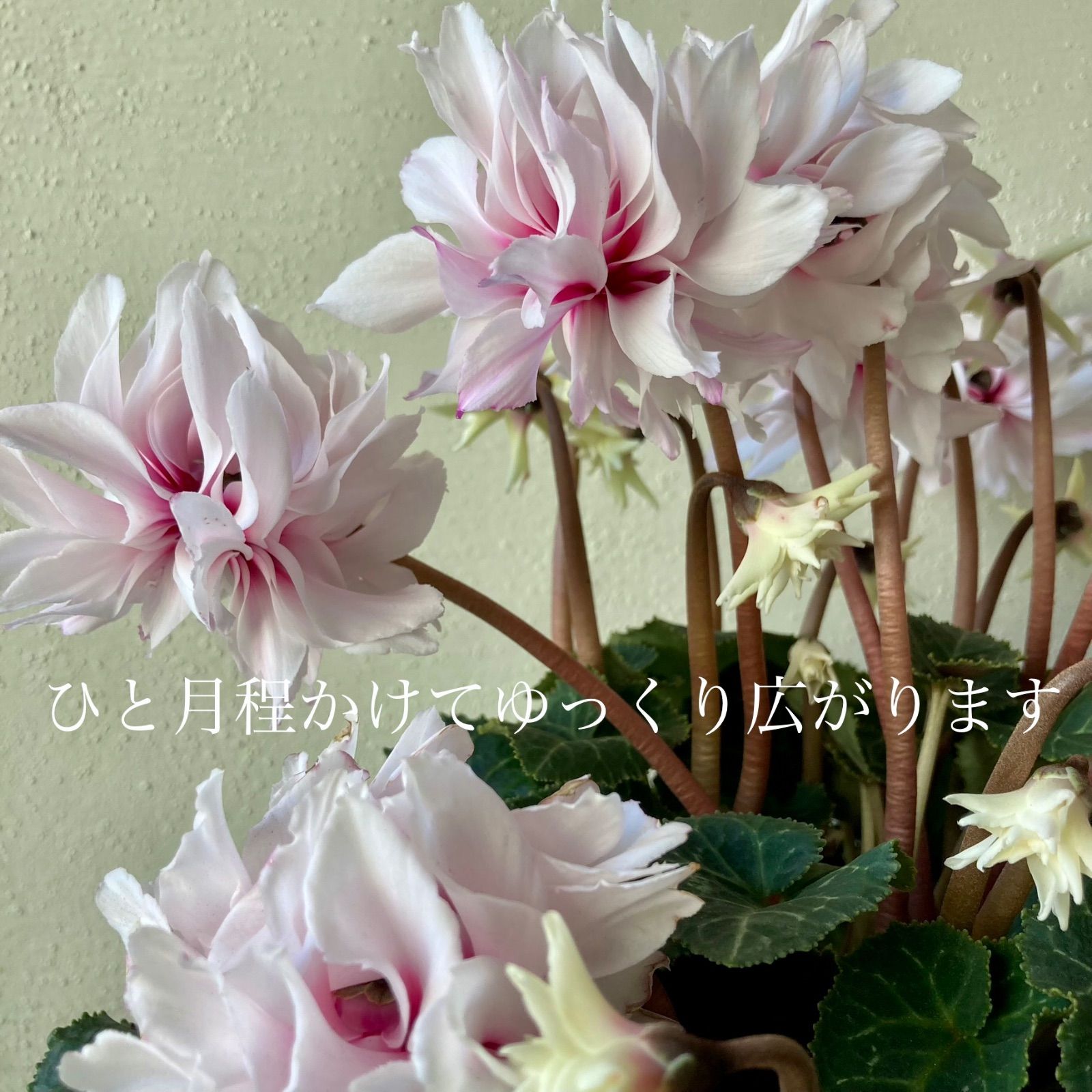 シクラメン ローゼス 八重咲き み