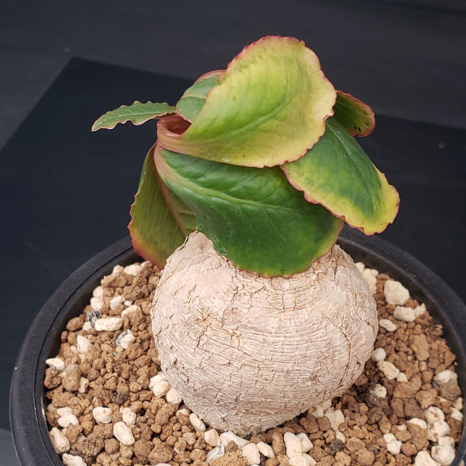 H407【自社養生株】ユーフォルビア プリムリフォリア（現地球・発根株