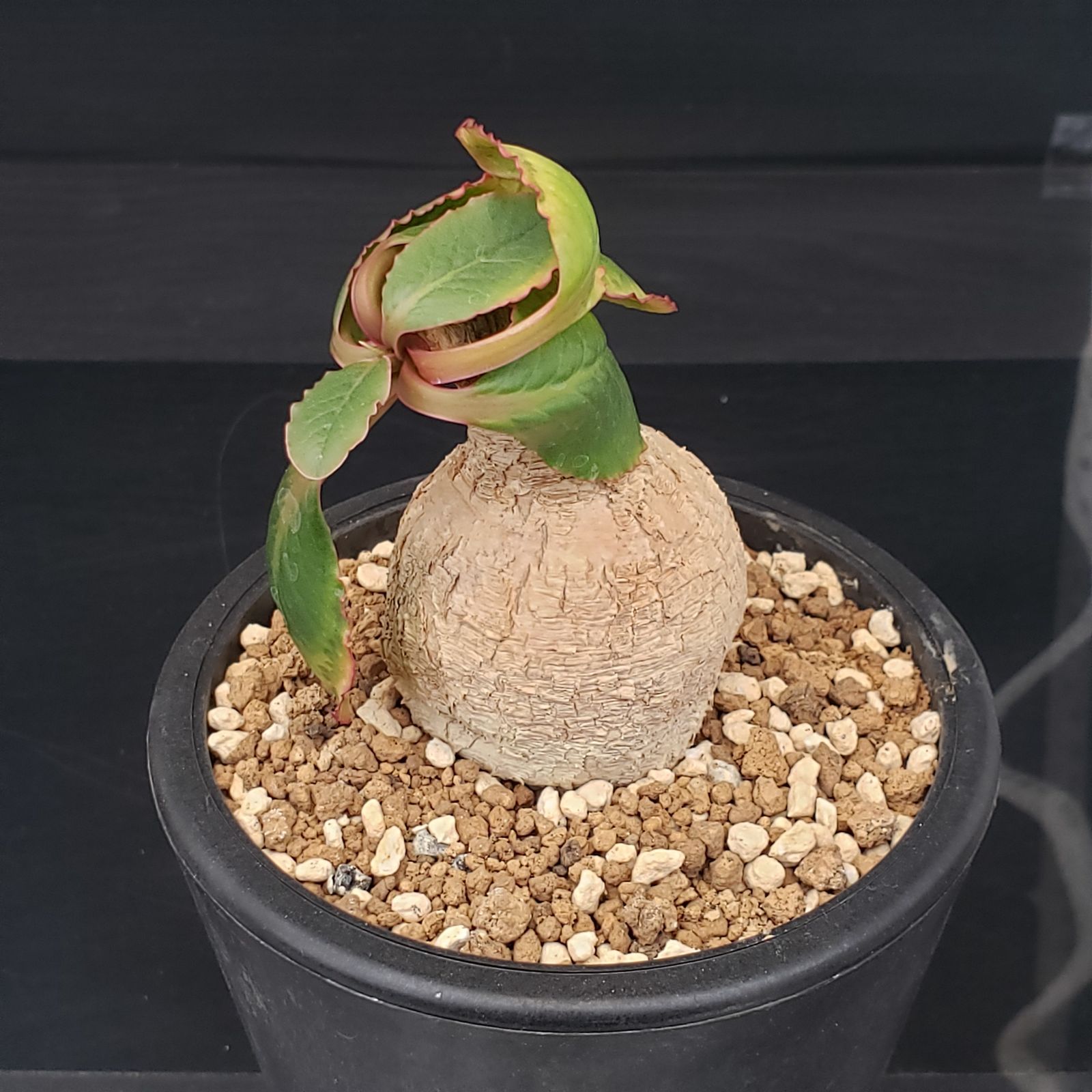 H407【自社養生株】ユーフォルビア プリムリフォリア（現地球・発根株