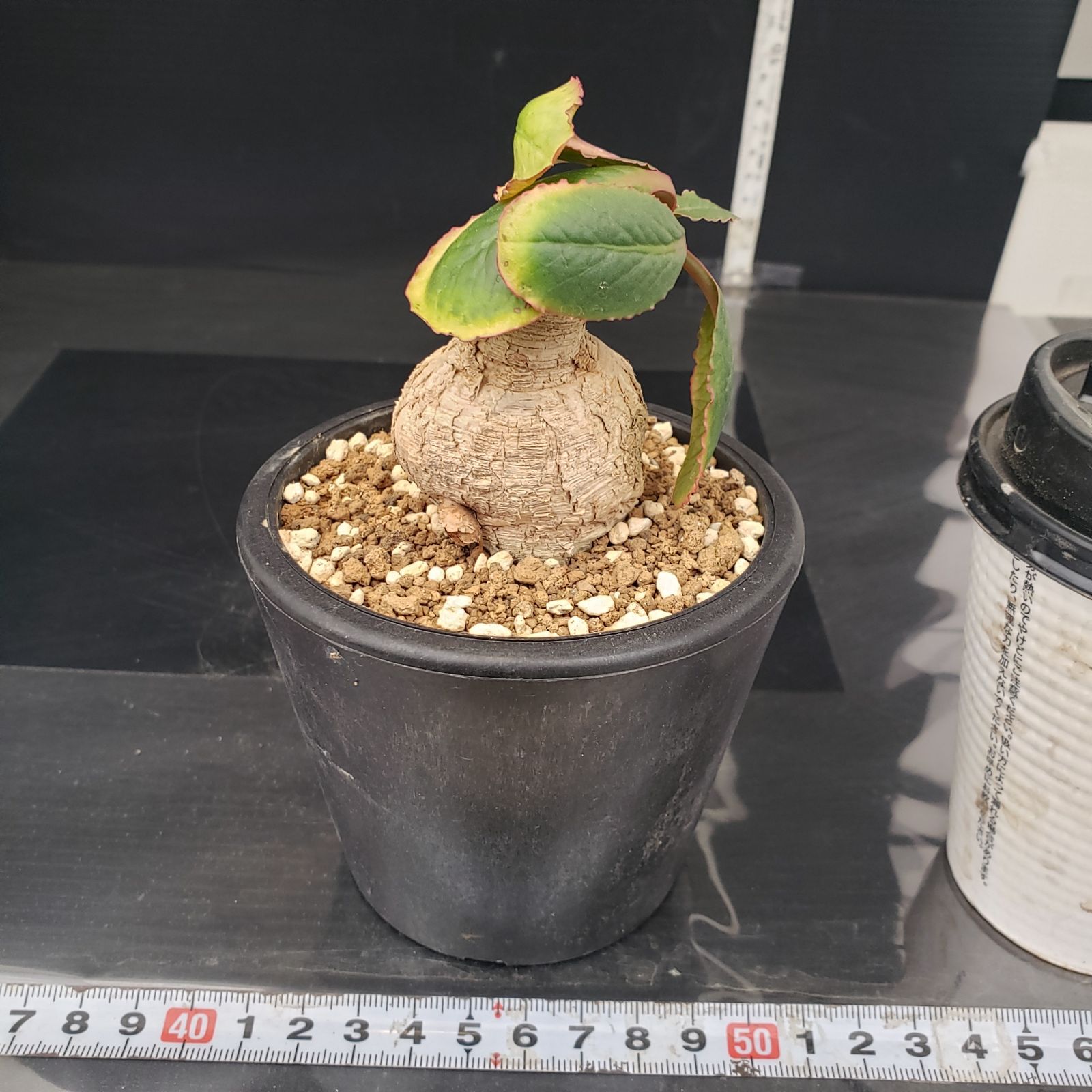 H407【自社養生株】ユーフォルビア プリムリフォリア（現地球・発根株