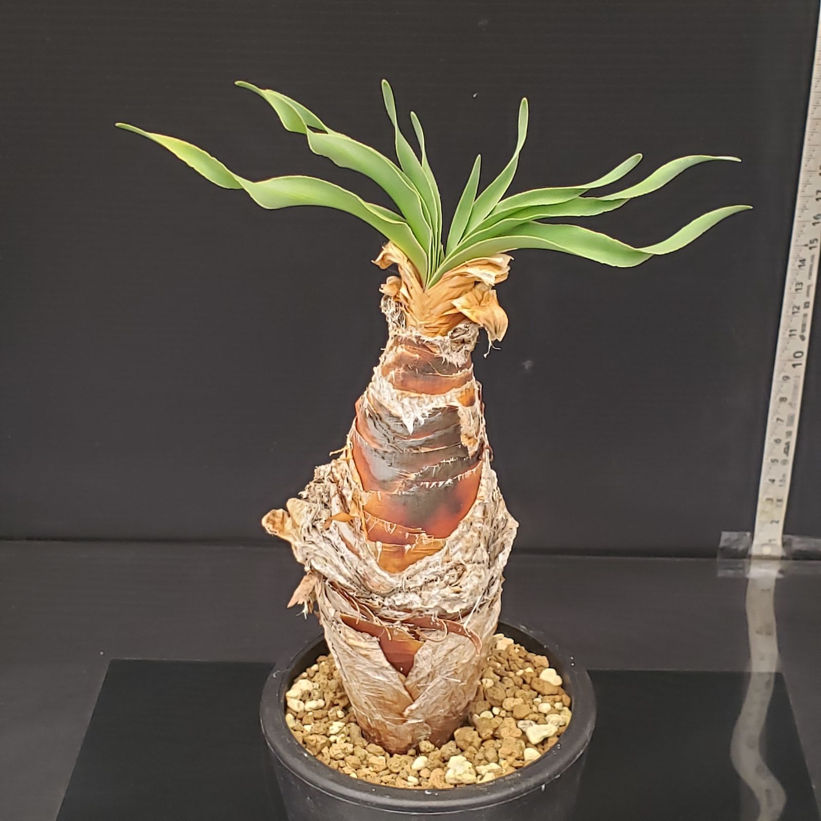 H412【自社養生株】ブーファン ディスティチャ（現地球・発根株