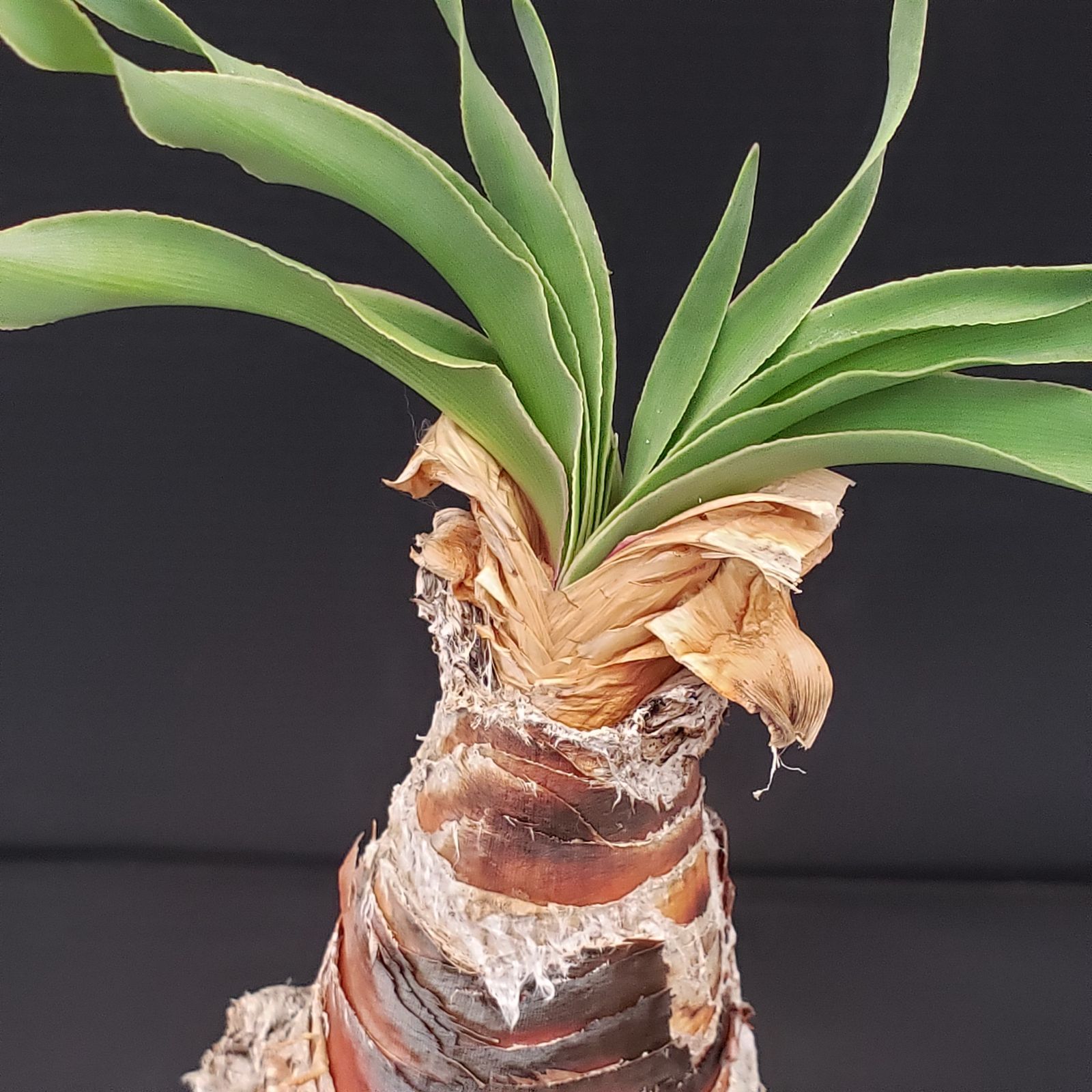 H412【自社養生株】ブーファン ディスティチャ（現地球・発根株