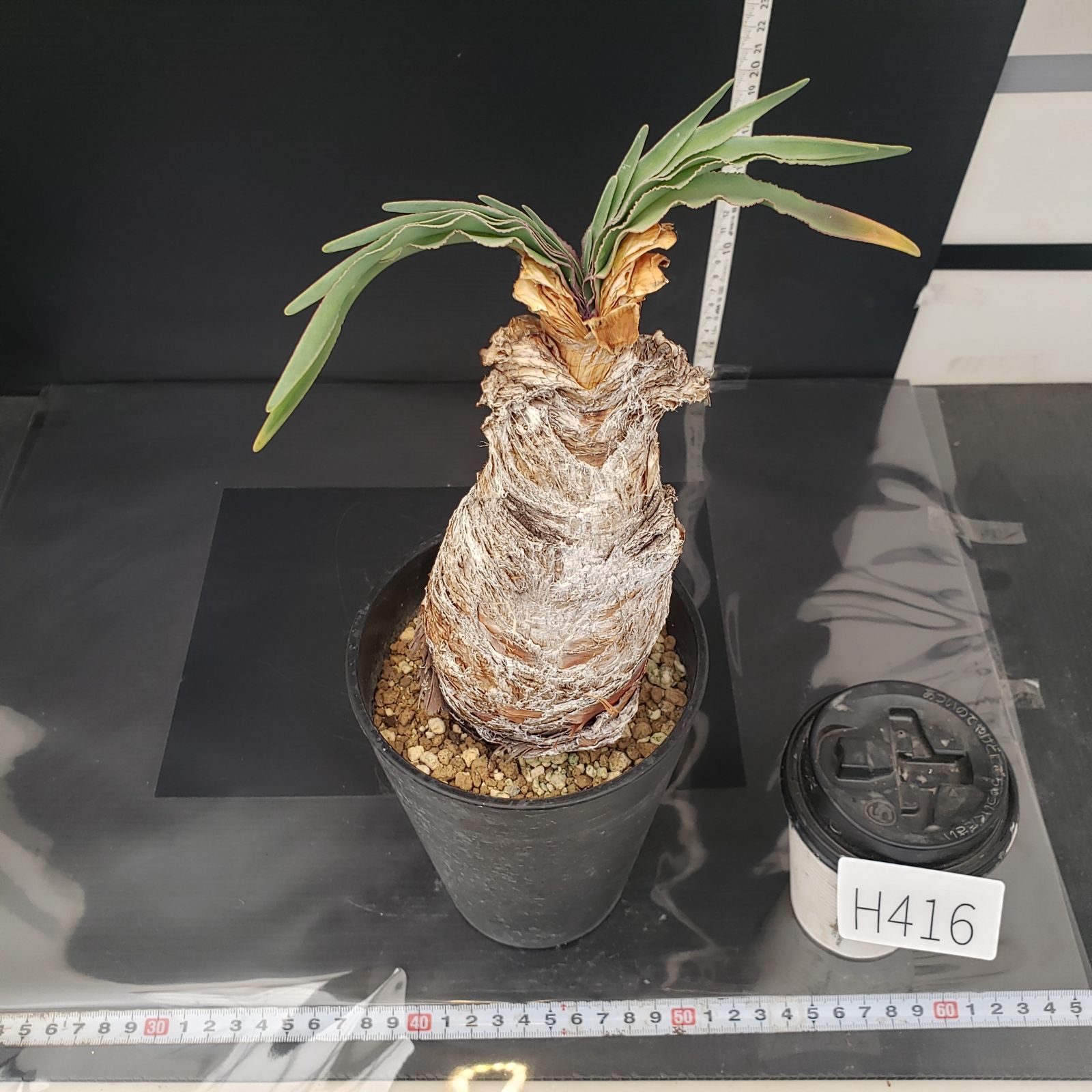 H416【自社養生株】ブーファン ディスティチャ（現地球・発根株