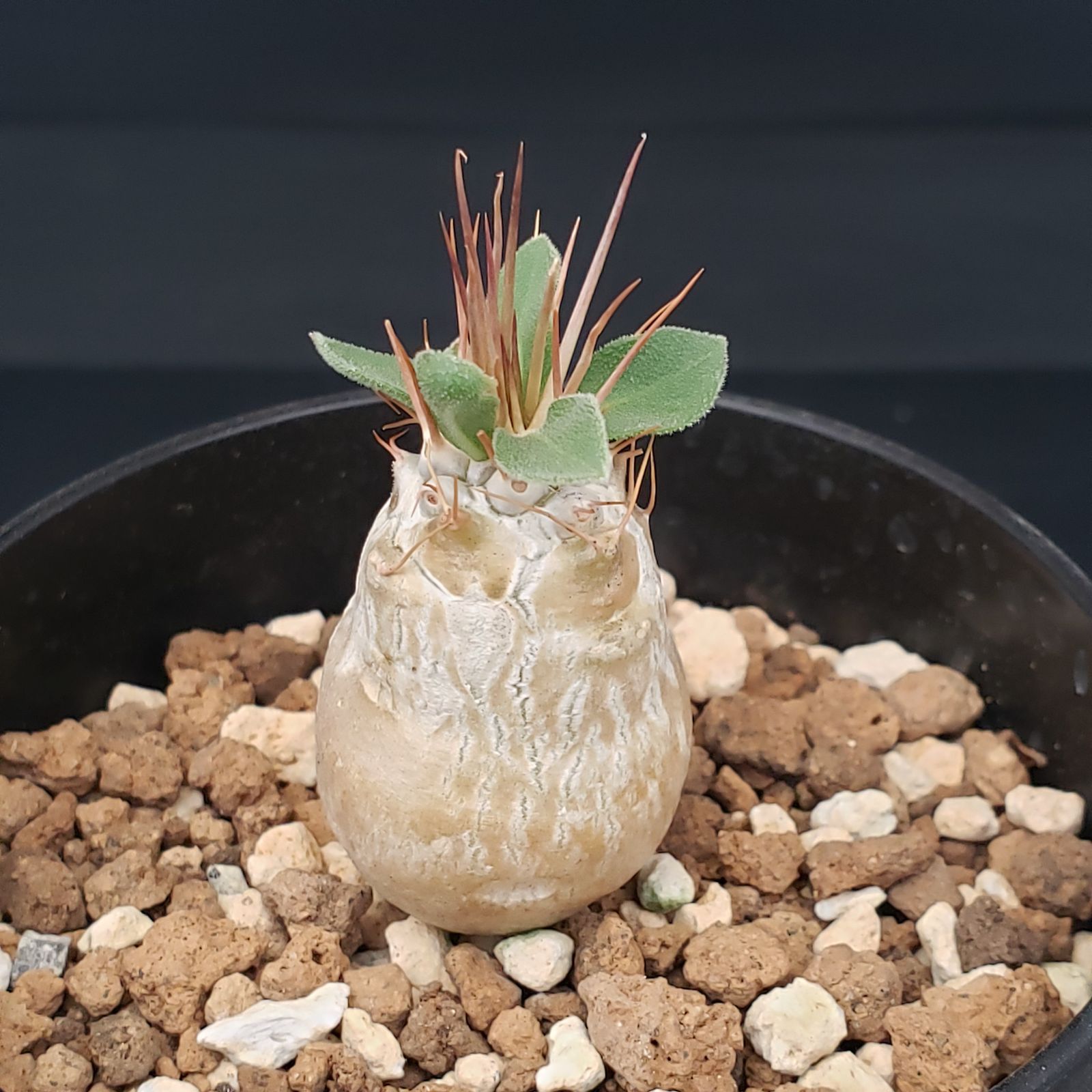 ヲ8337 「塊根植物」パキポディウム ナマクアナム 植え【接ぎ木・発根