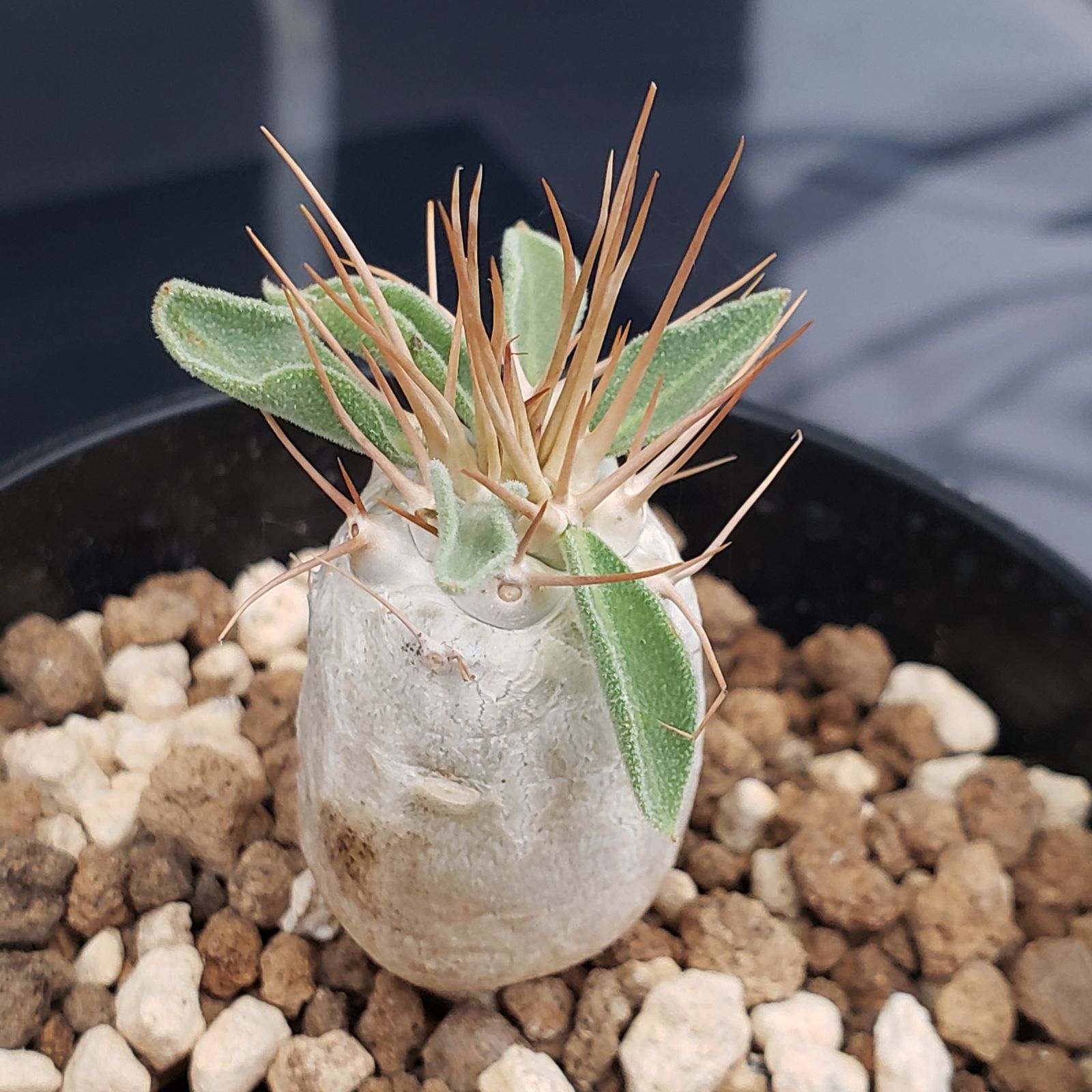 ナマクアナム 塊根植物 発根済ナマクアナム 塊根植物 コーデックス 発