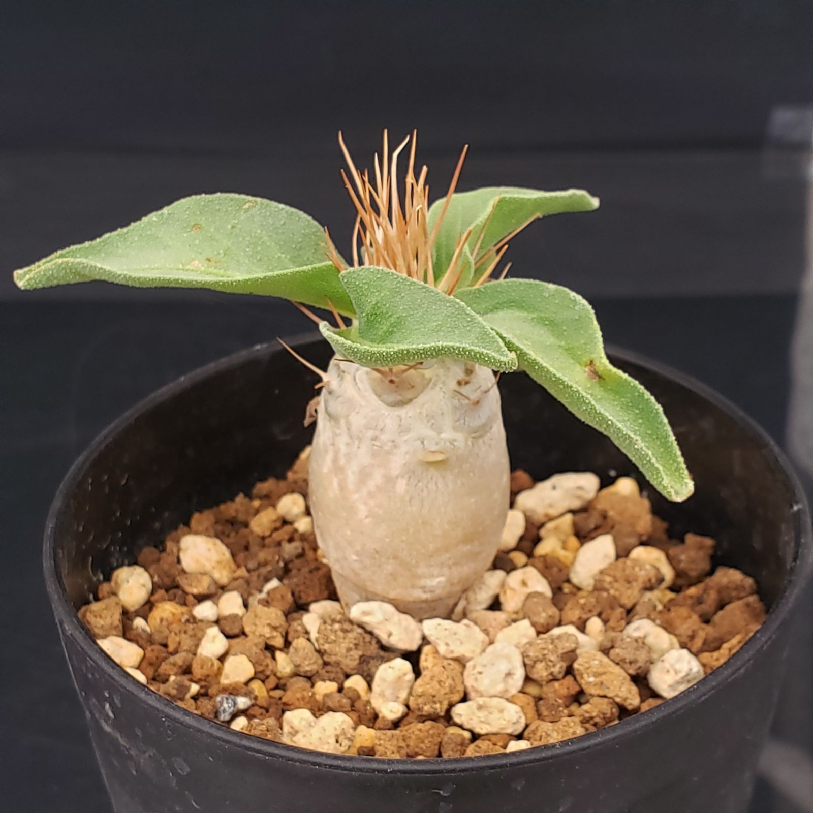 H419【自社養生株】パキポディウム ナマクアナム（発根株・鉢植え