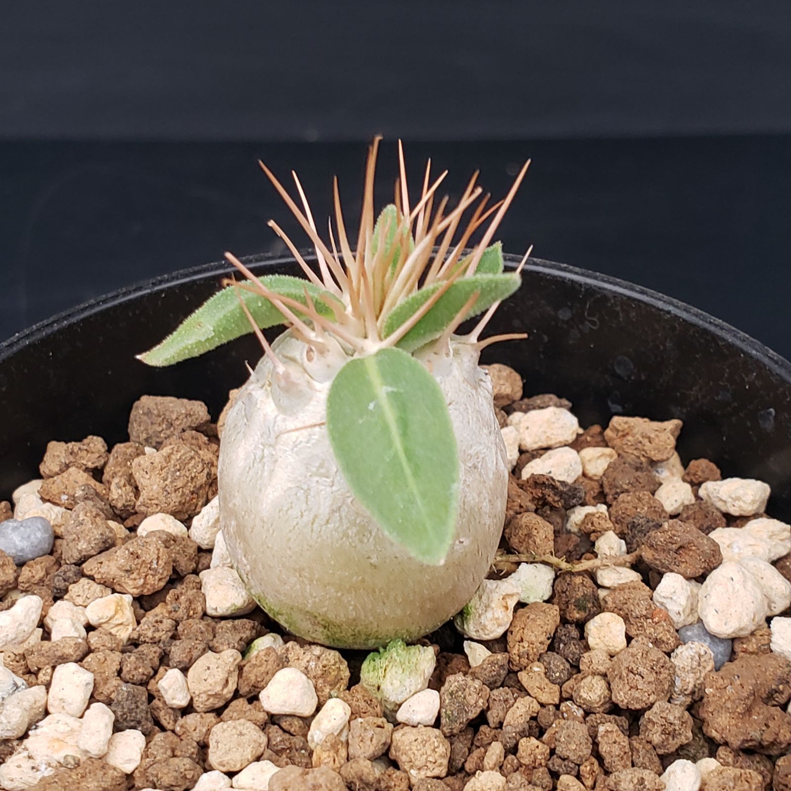 H420【自社養生株】パキポディウム ナマクアナム（発根株・鉢植え