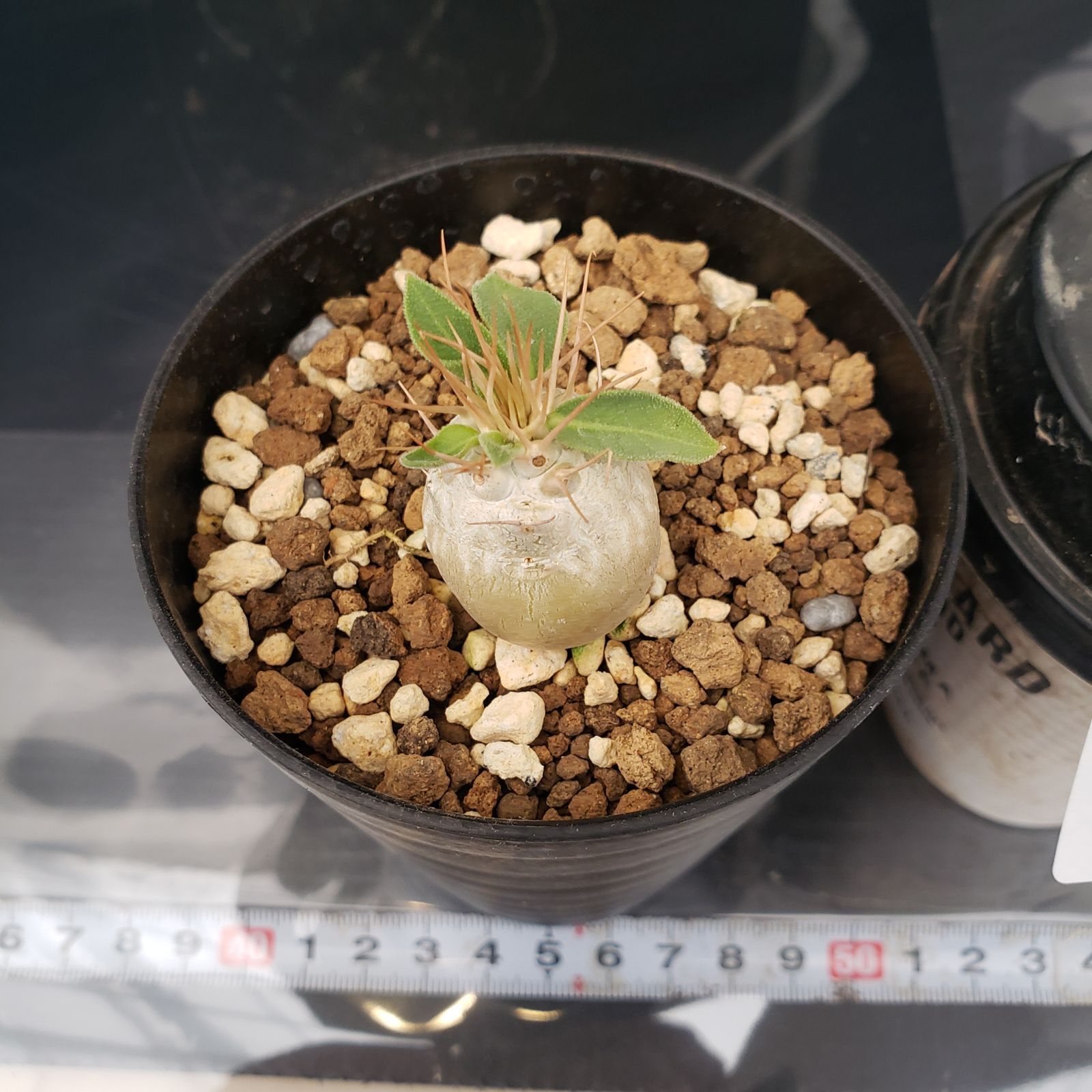 H420【自社養生株】パキポディウム ナマクアナム（発根株・鉢植え