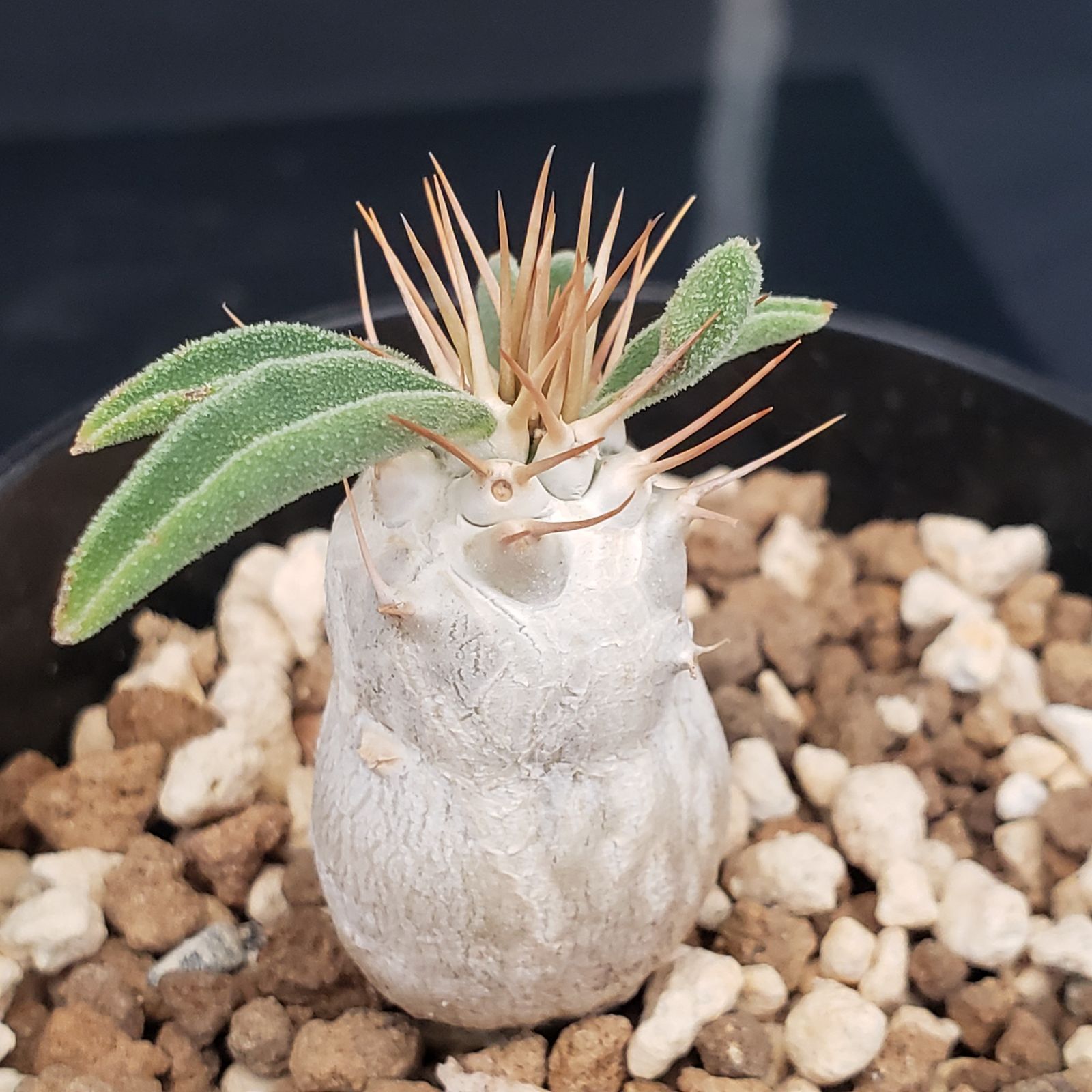 H421【自社養生株】パキポディウム ナマクアナム（発根株・鉢植え