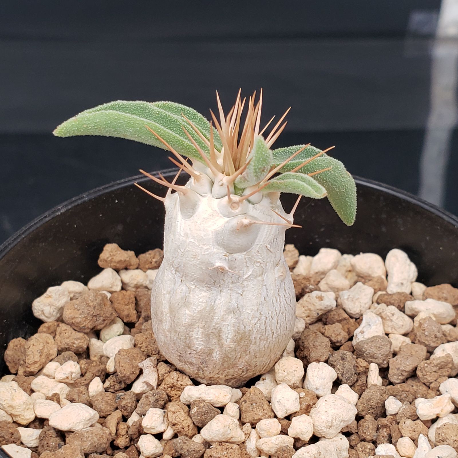 H421【自社養生株】パキポディウム ナマクアナム（発根株・鉢植え