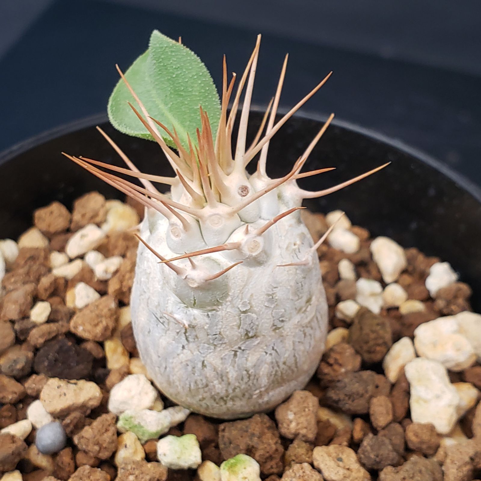 ニ0585 「塊根植物」パキポディウム ナマクアナム 植え【接ぎ木・発根