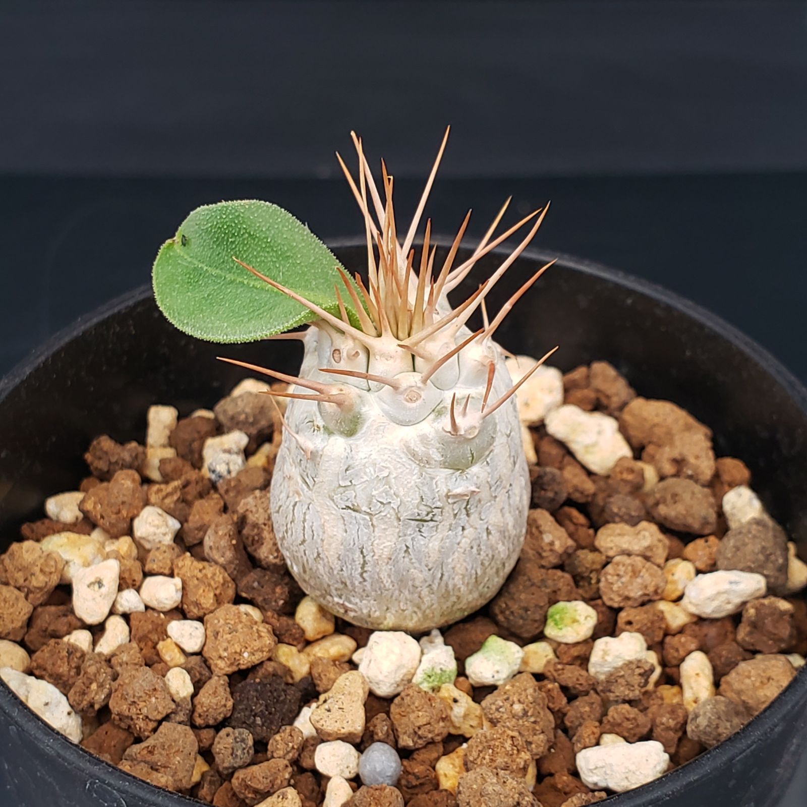 【実生・自根／管理良好】パキポディウム　ナマクアナム　ODDROOTS管理株 実生・自根／管理良好】パキポディウム ナマクアナム ODDROOTS管理株