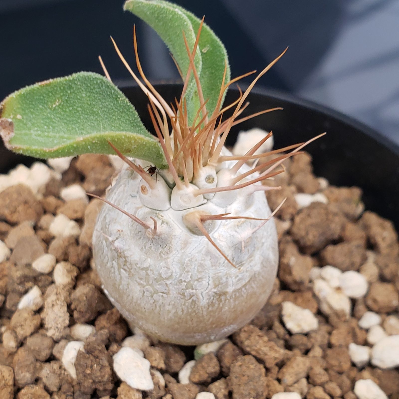 H424【自社養生株】パキポディウム ナマクアナム（発根株・鉢植え