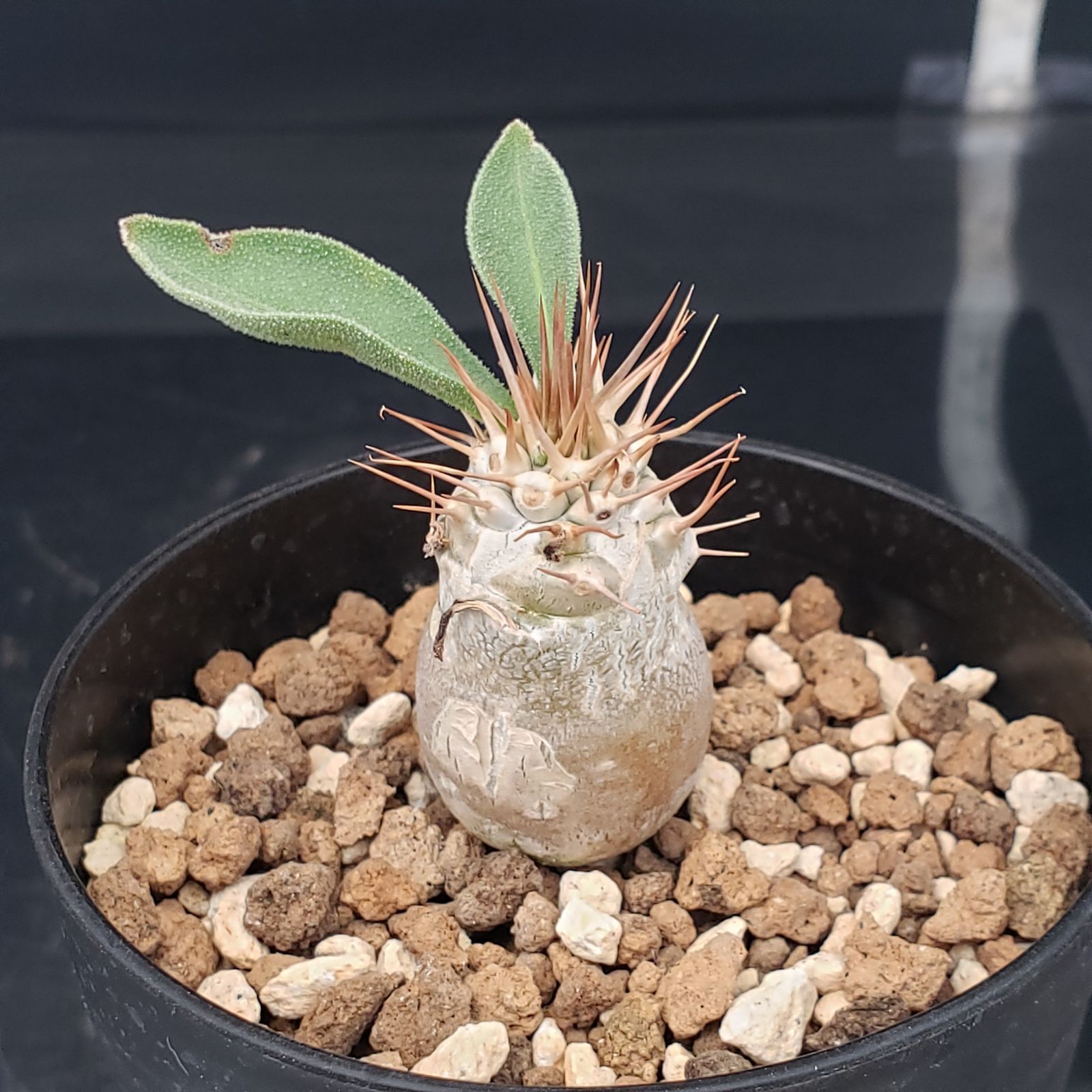 H425【自社養生株】パキポディウム ナマクアナム（発根株・鉢植え