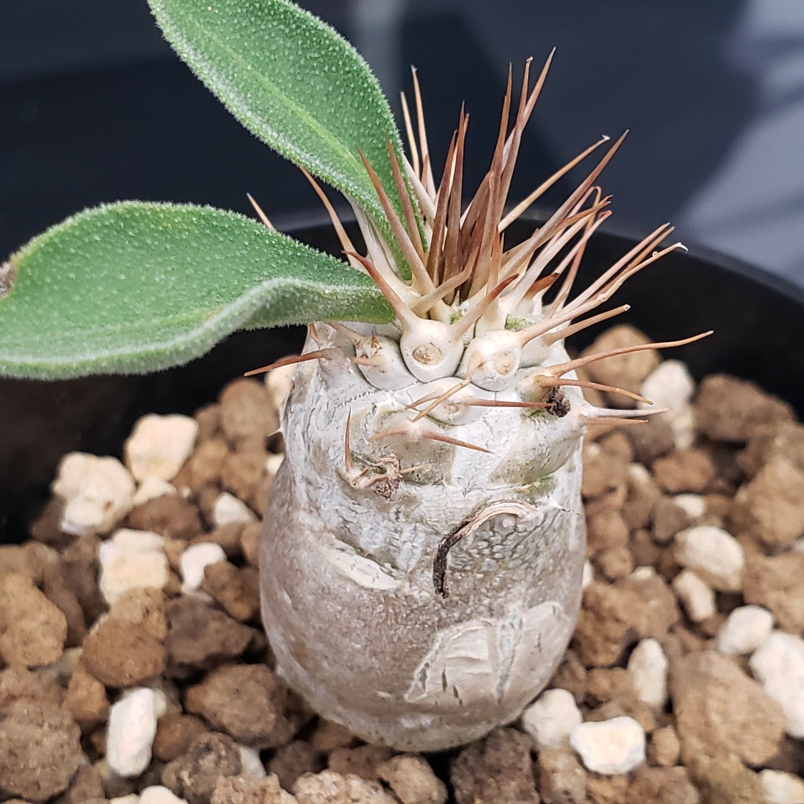 H425【自社養生株】パキポディウム ナマクアナム（発根株・鉢植え