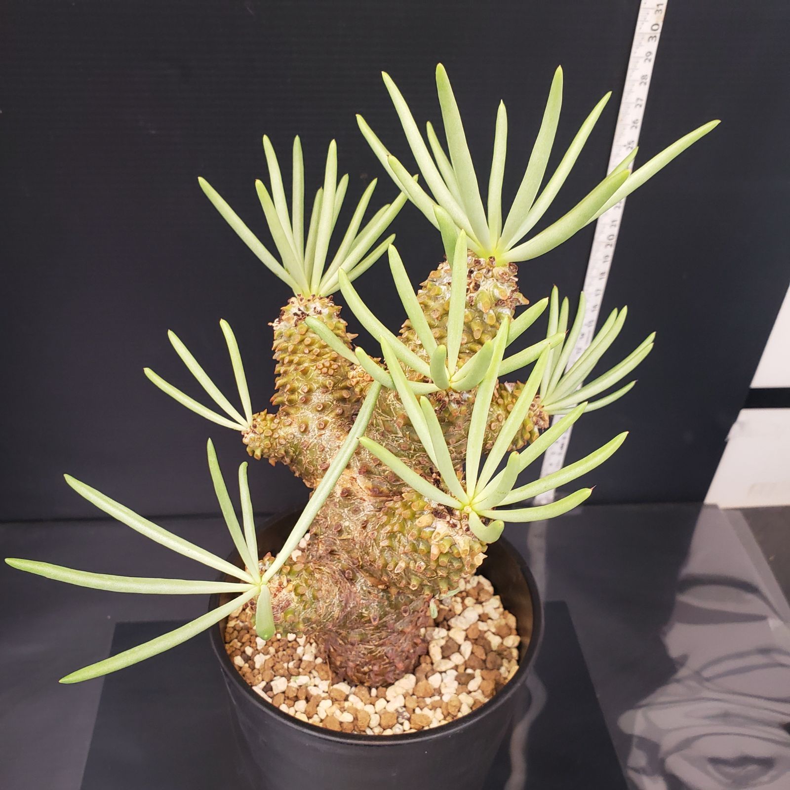 H426【自社養生株】チレコドン ワリチー（現地球・発根株・鉢植え