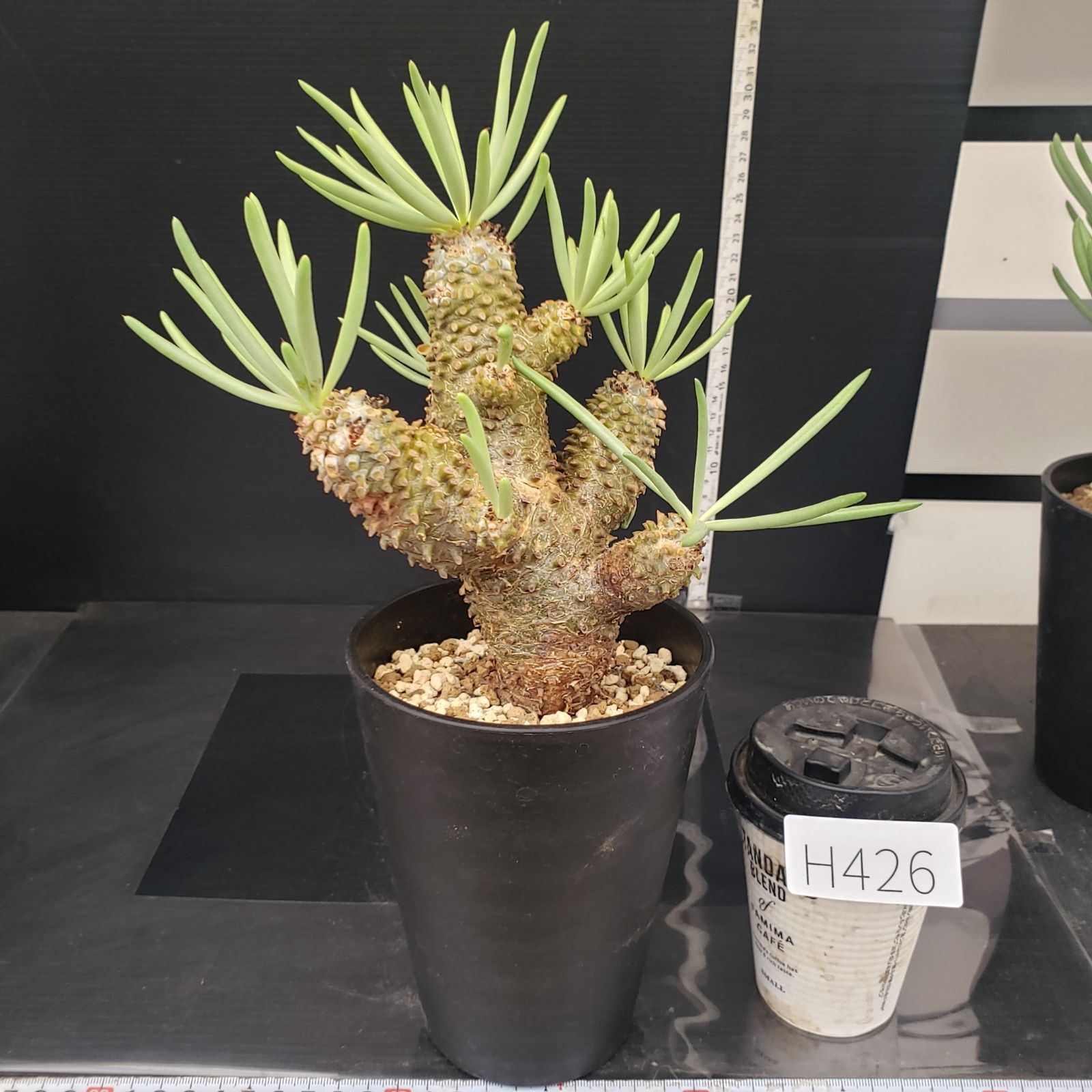 H426【自社養生株】チレコドン ワリチー（現地球・発根株・鉢植え