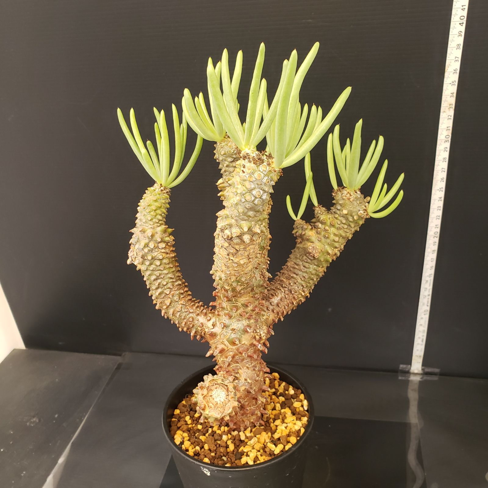 大株☆現地株☆チレコドン ワリチー H427【自社養生株】チレコドン ワリチー（現地球・発根株・鉢植え