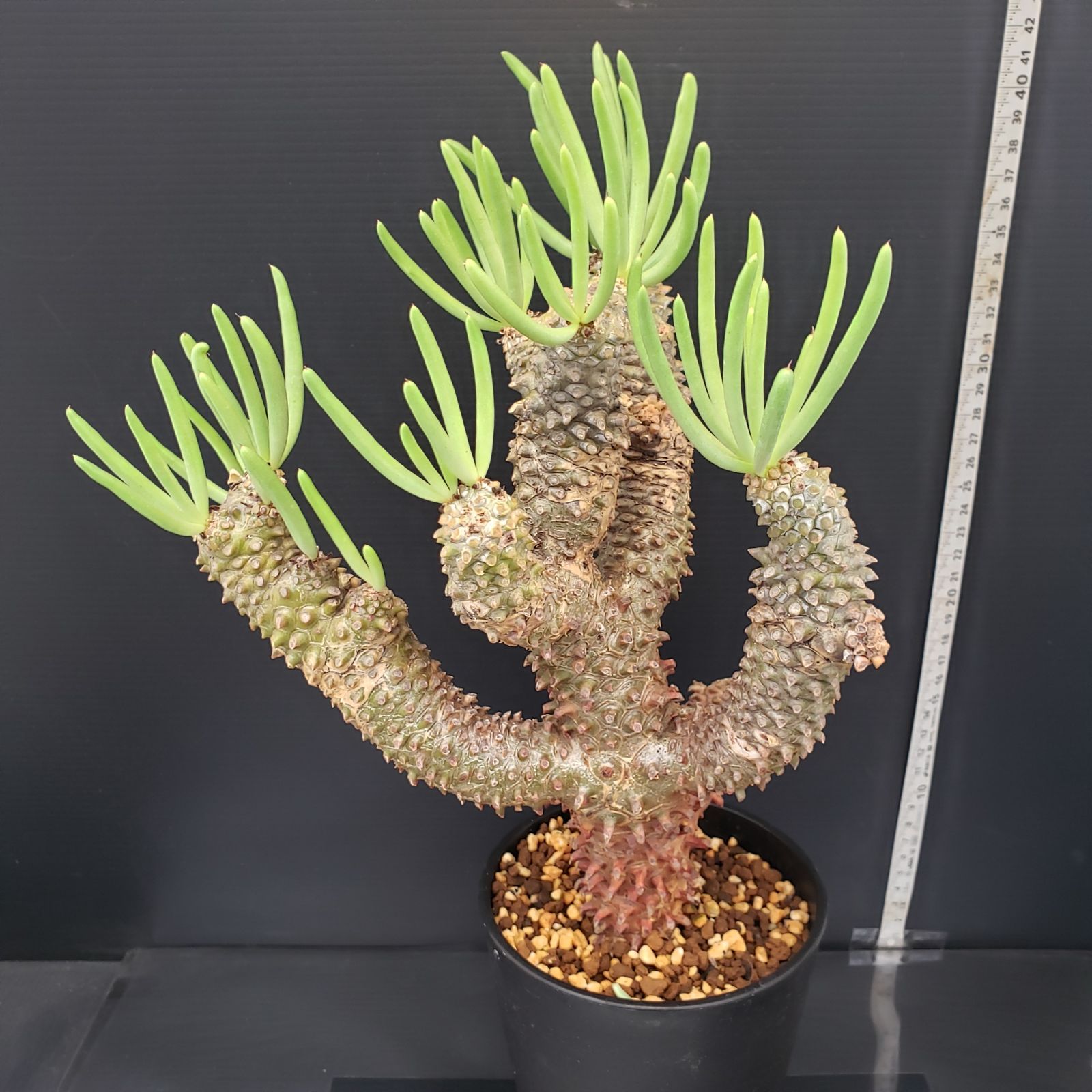 H427【自社養生株】チレコドン ワリチー（現地球・発根株・鉢植え