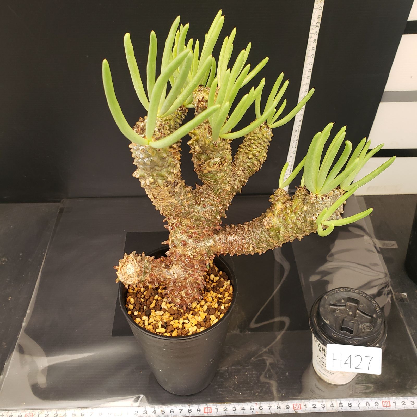 H427【自社養生株】チレコドン ワリチー（現地球・発根株・鉢植え