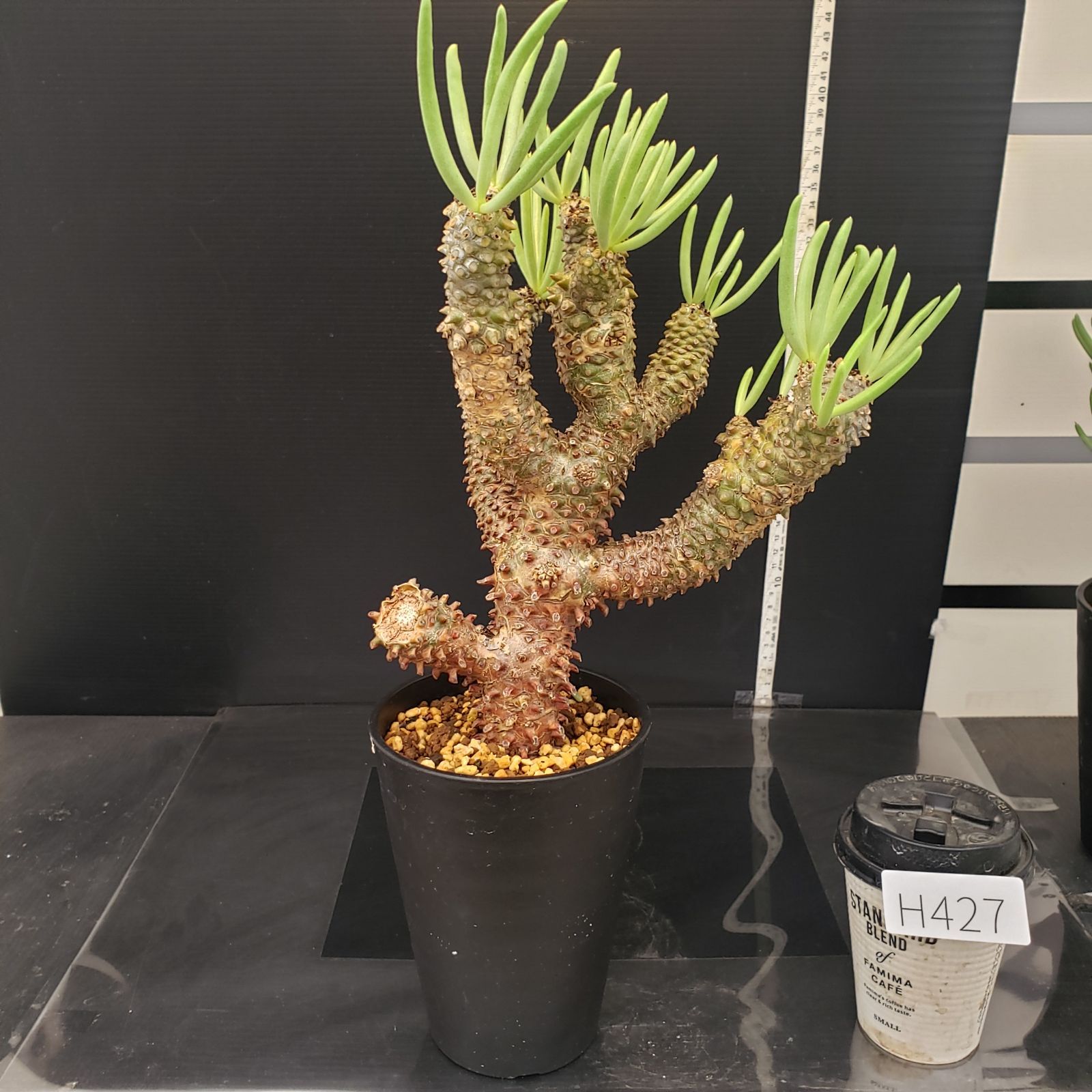 H427【自社養生株】チレコドン ワリチー（現地球・発根株・鉢植え