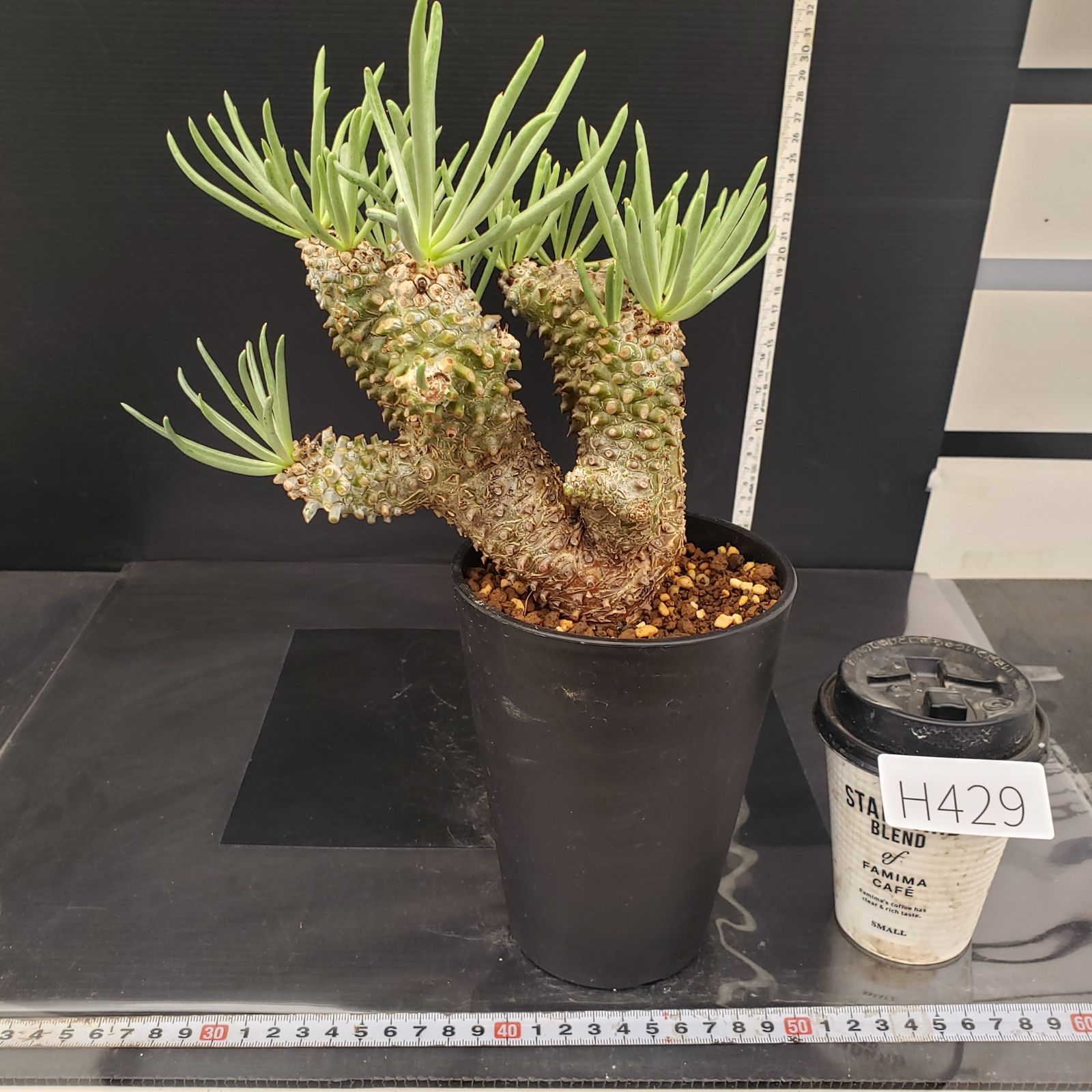 H429【自社養生株】チレコドン ワリチー（現地球・発根株・鉢植え