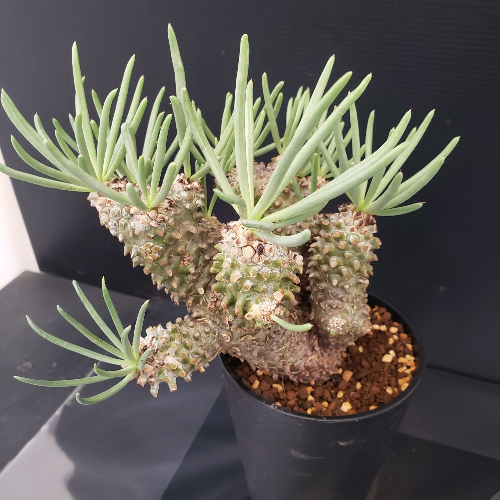 チレコドン ワリチー 塊根植物 H429【自社養生株】チレコドン ワリチー（現地球・発根株・鉢植え