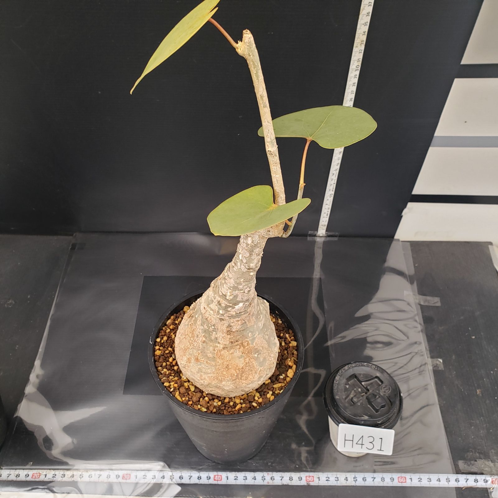 H431【自社養生株】アデニア クリスタルグリーン（発根株・鉢植え