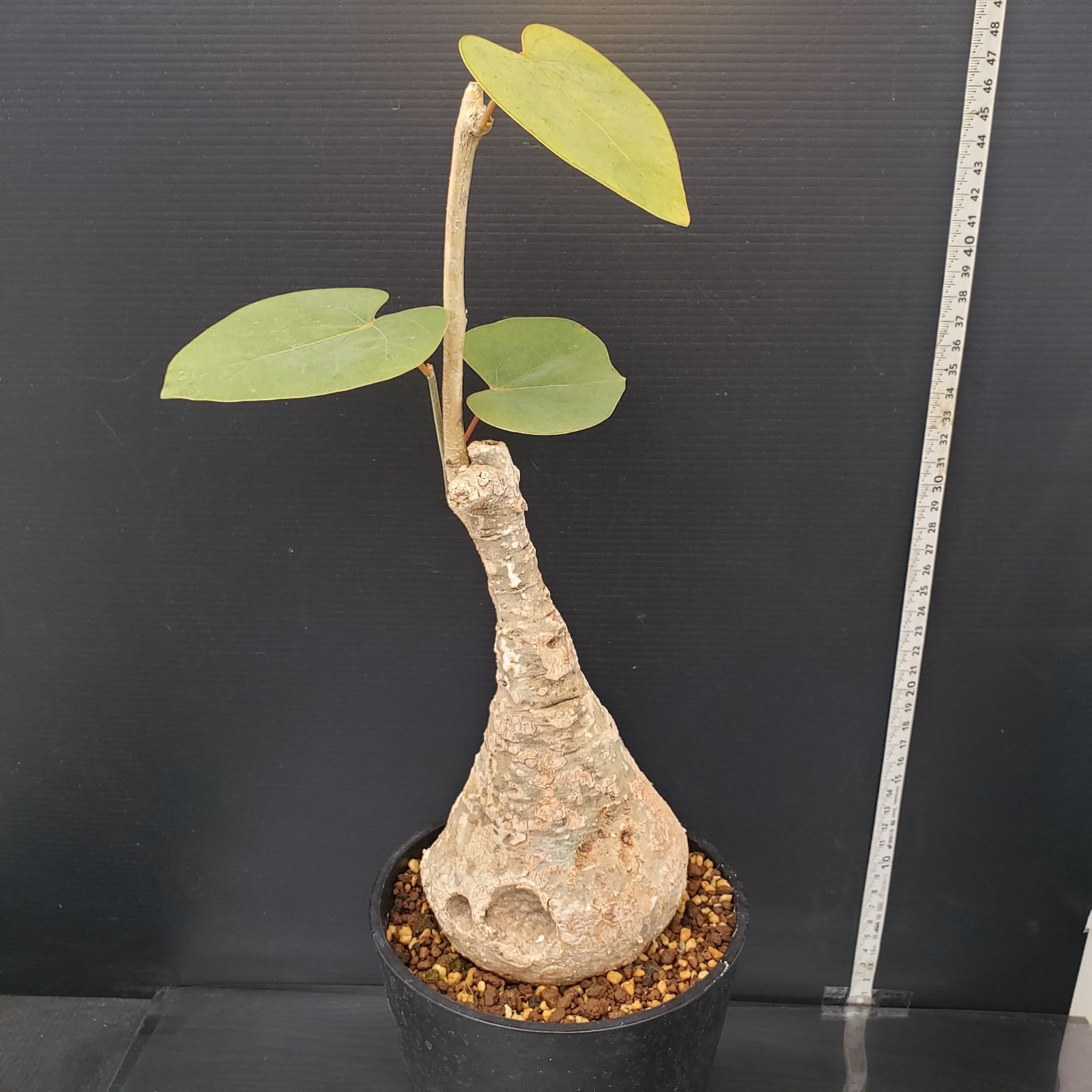 H431【自社養生株】アデニア クリスタルグリーン（発根株・鉢植え