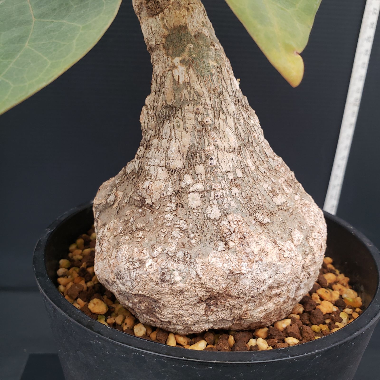 H432【自社養生株】アデニア クリスタルグリーン（発根株・鉢植え