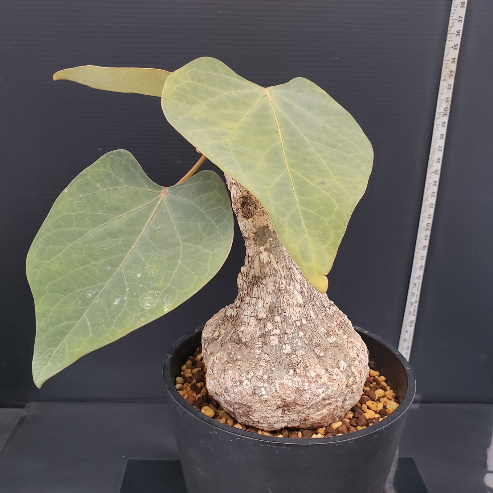 H432【自社養生株】アデニア クリスタルグリーン（発根株・鉢植え