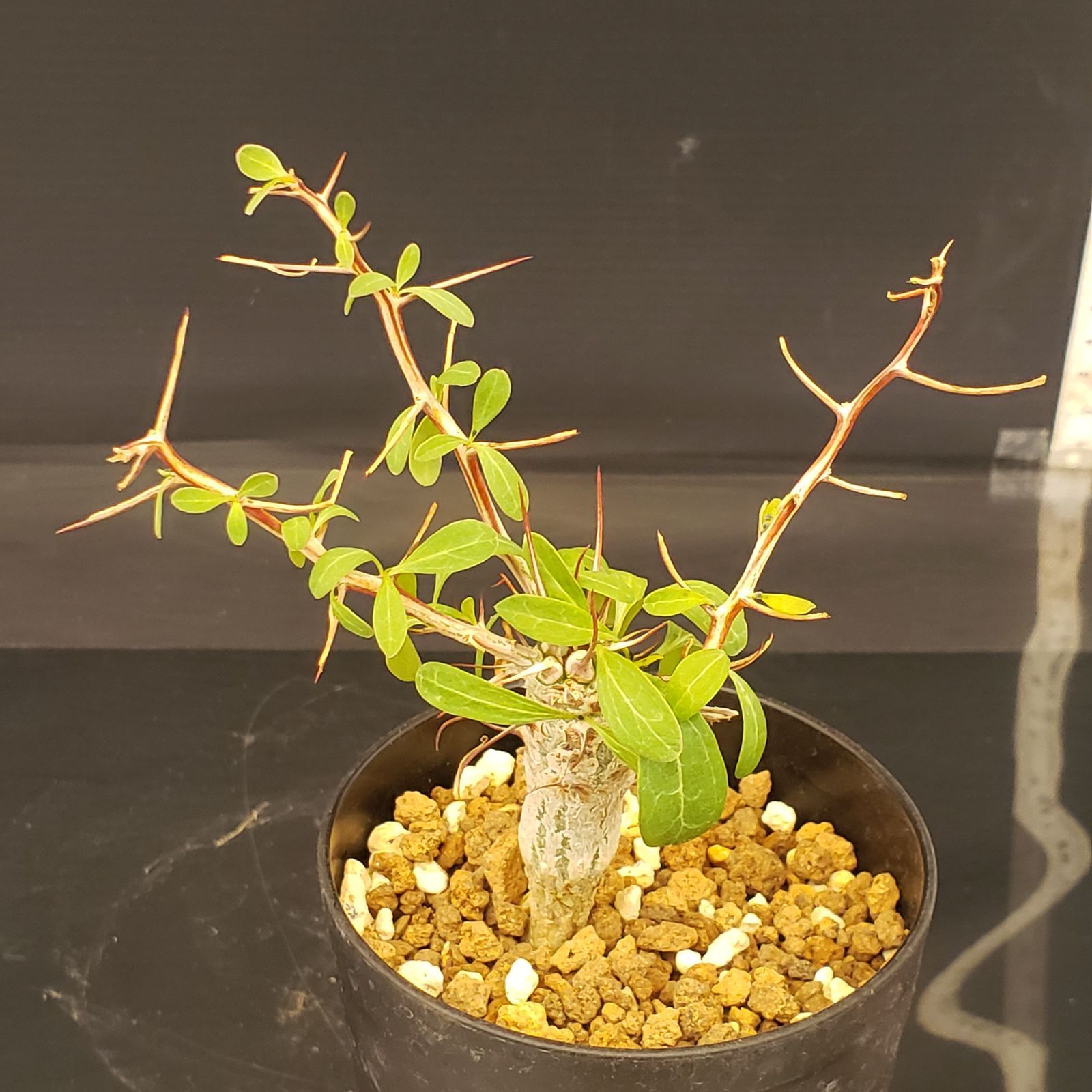 H434【自社養生株】フォークイエリア コルムナリス（実生・発根株