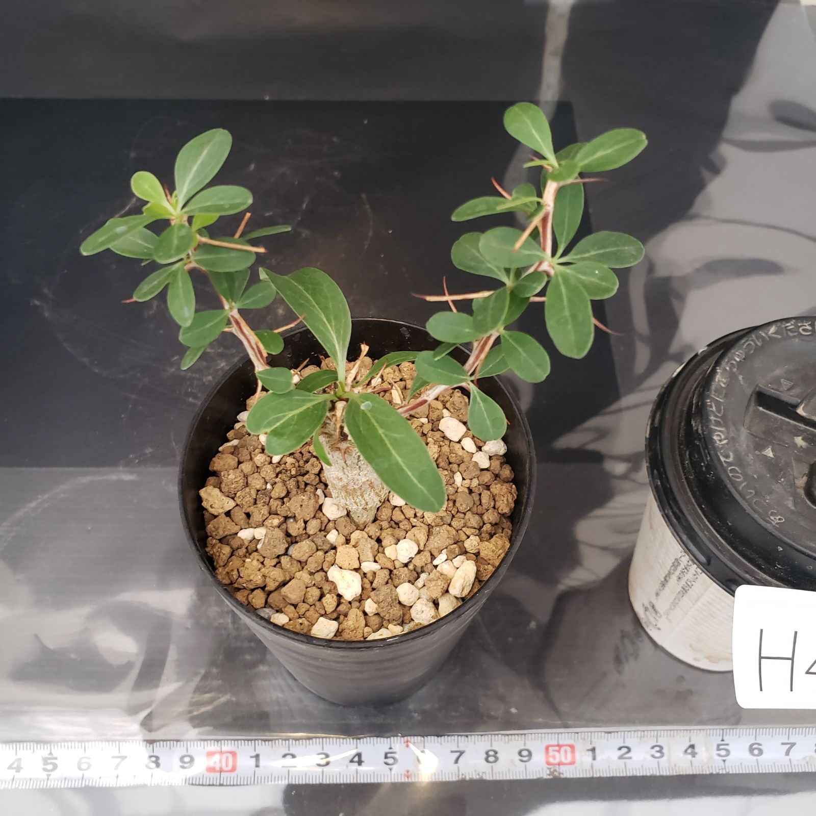 ム6143 「実生」フォークイエリア コルムナリス【種から発芽・有望株