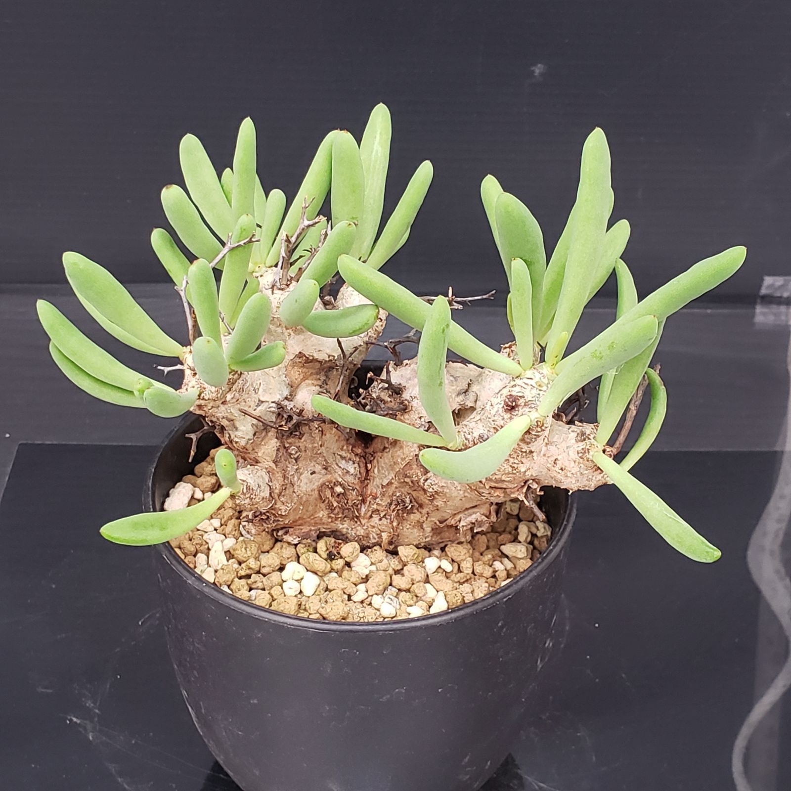 H437【自社養生株】チレコドン レティキュラータス 万物想（現地球・発