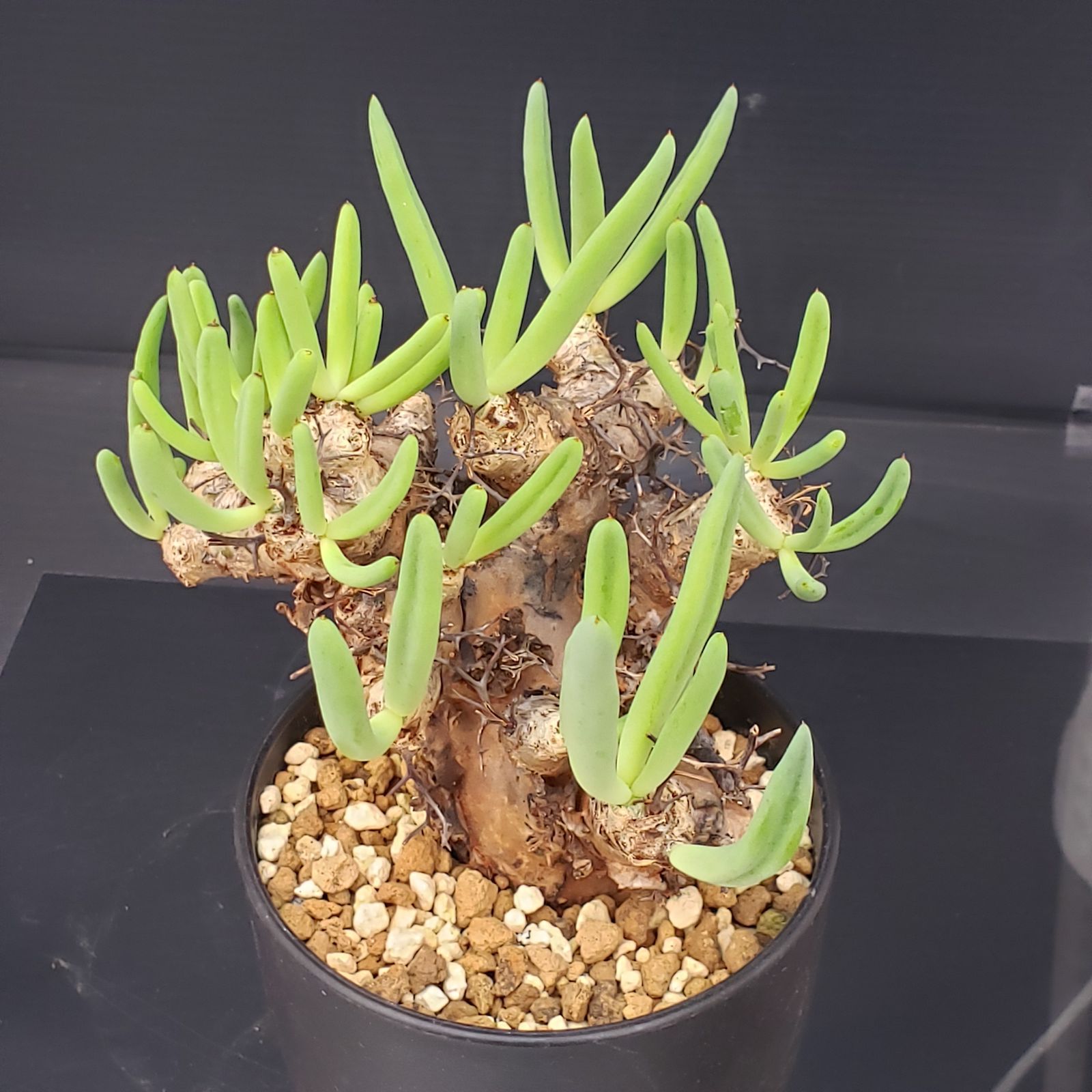 H438【自社養生株】チレコドン レティキュラータス 万物想（現地球・発