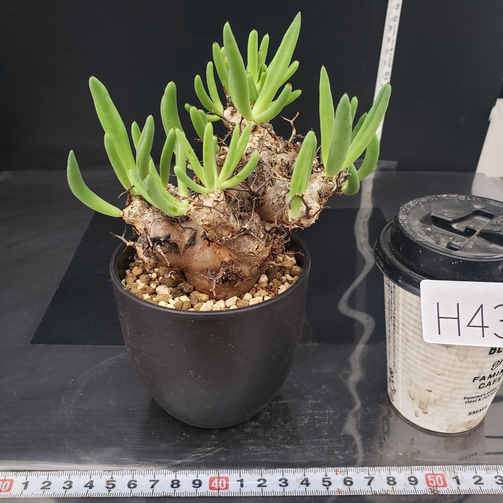 H438【自社養生株】チレコドン レティキュラータス 万物想（現地球・発