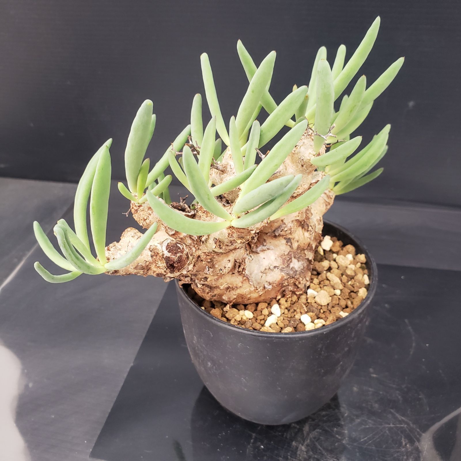 H439【自社養生株】チレコドン レティキュラータス 万物想（現地球・発