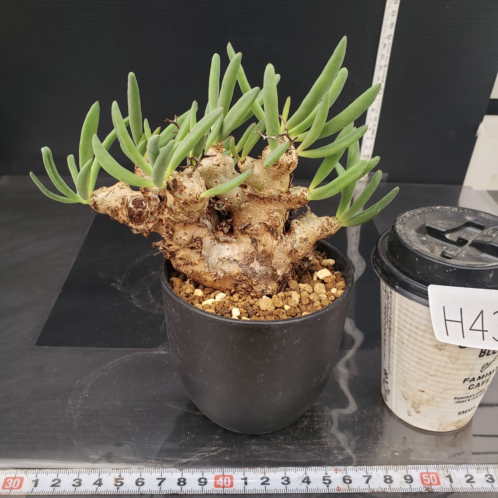 大株❗️ 塊根植物　チレコドン　レキュラータス　万物想　現地球 H439【自社養生株】チレコドン レティキュラータス 万物想（現地球・発