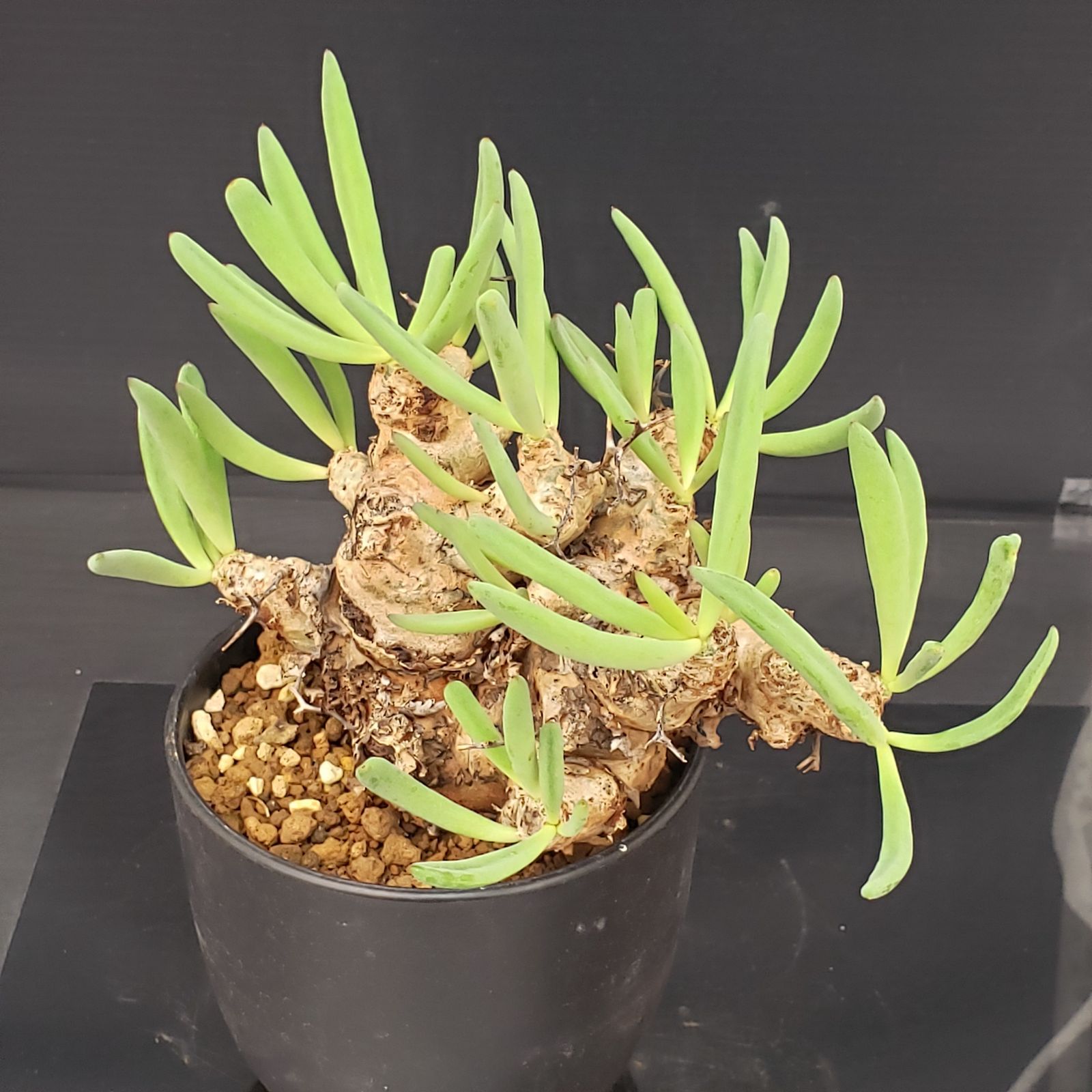 H439【自社養生株】チレコドン レティキュラータス 万物想（現地球・発