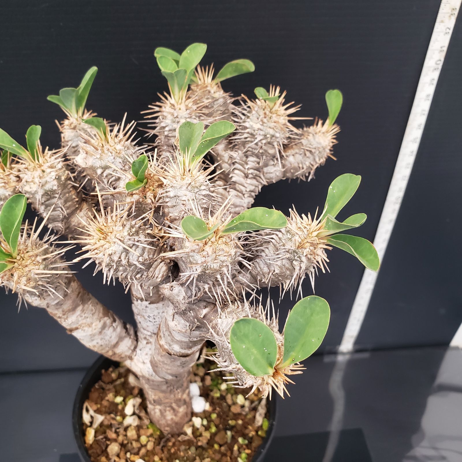 H442【自社養生株】ユーフォルビア ギラウミニアナ（現地球・発根株