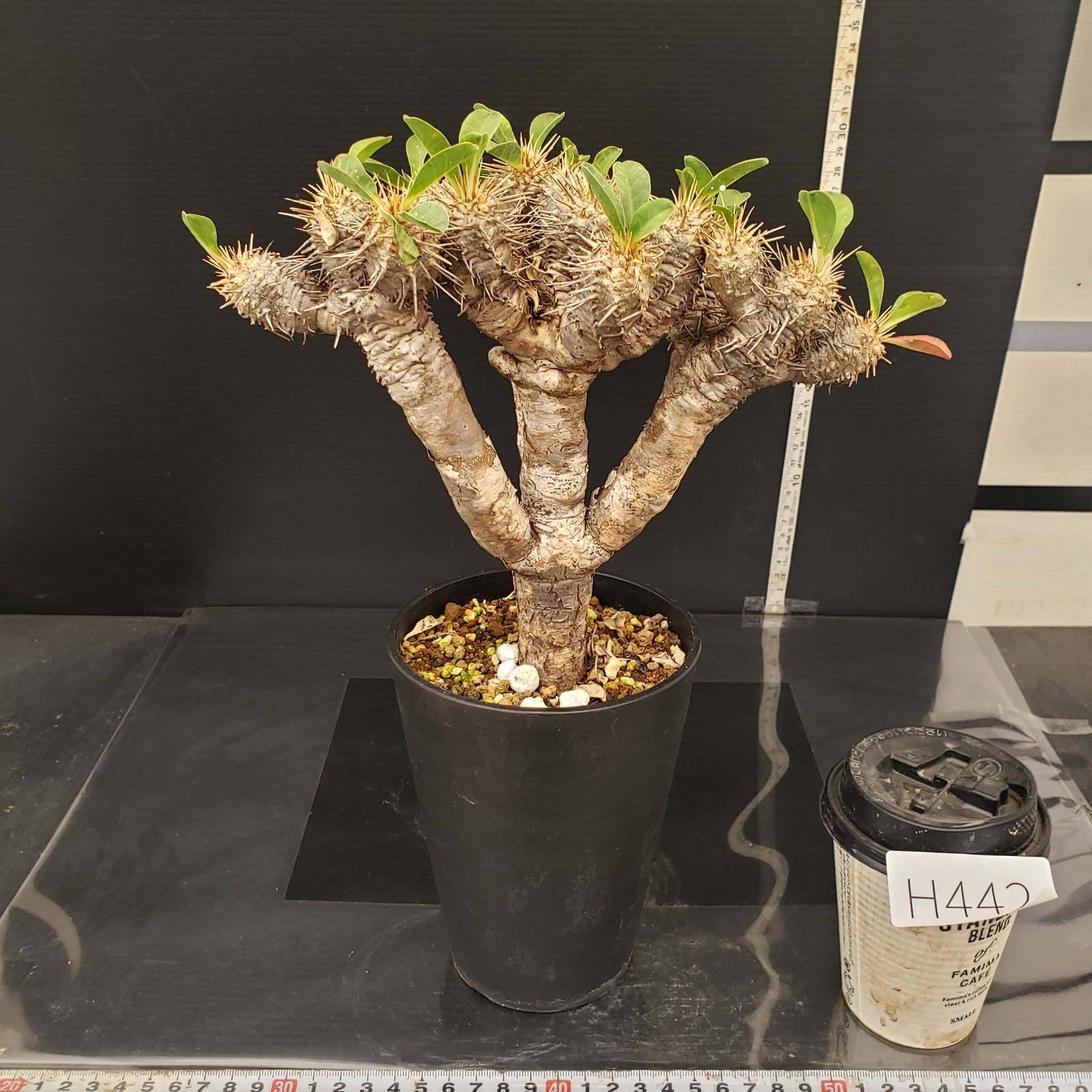 H442【自社養生株】ユーフォルビア ギラウミニアナ（現地球・発根株