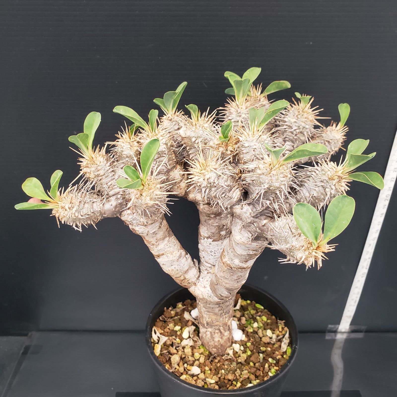 H442【自社養生株】ユーフォルビア ギラウミニアナ（現地球・発根株