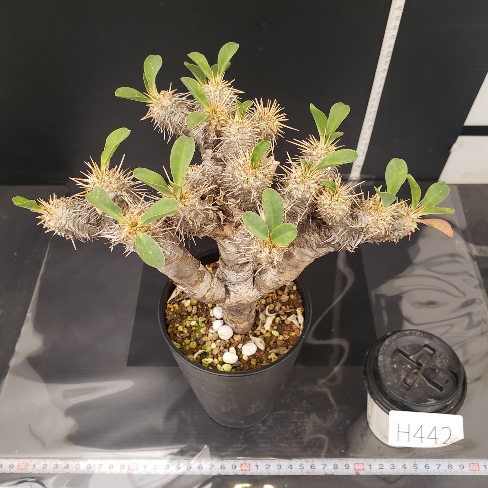 H442【自社養生株】ユーフォルビア ギラウミニアナ（現地球・発根株