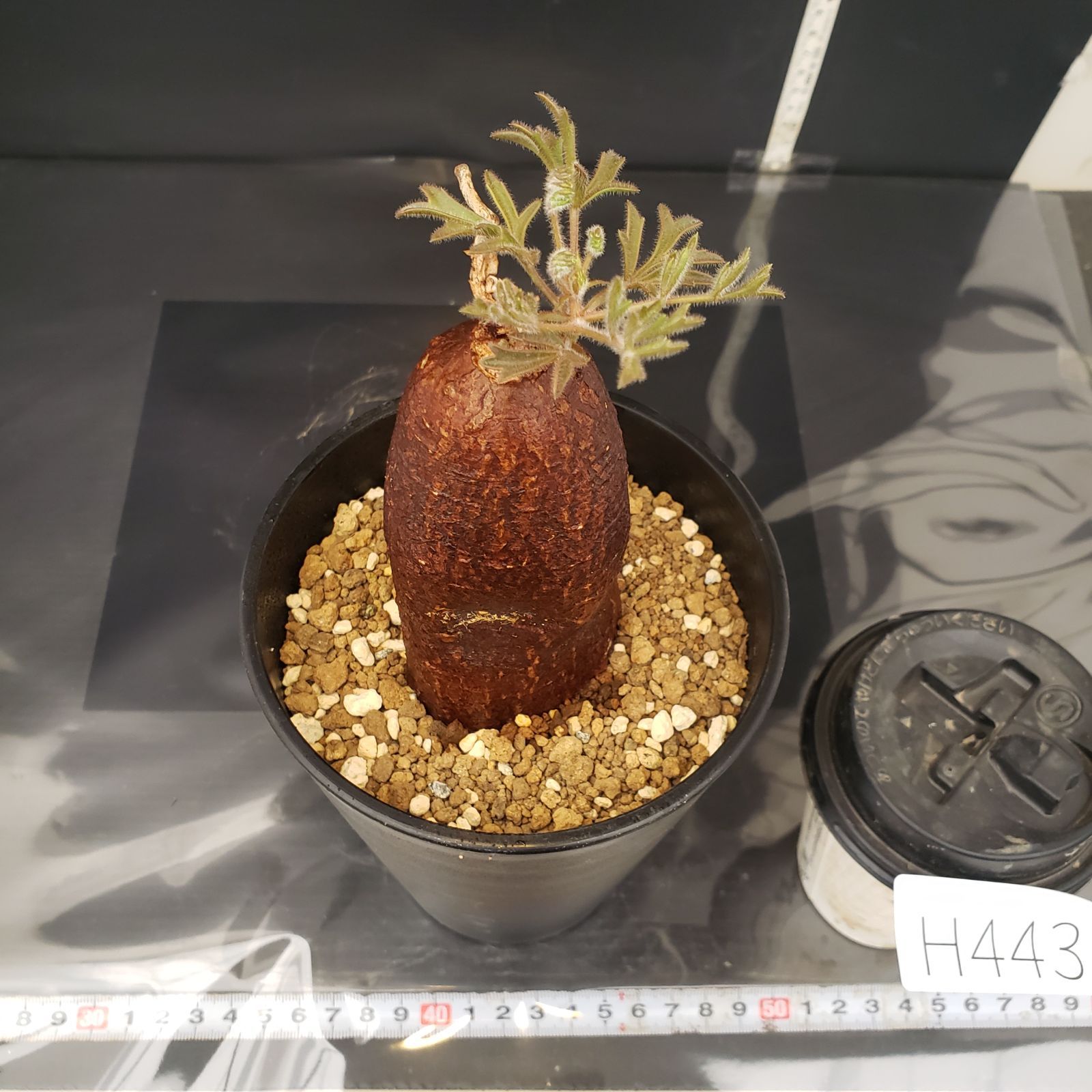 H443【自社養生株】キフォステンマ モンタグナッキー（現地球・発根株