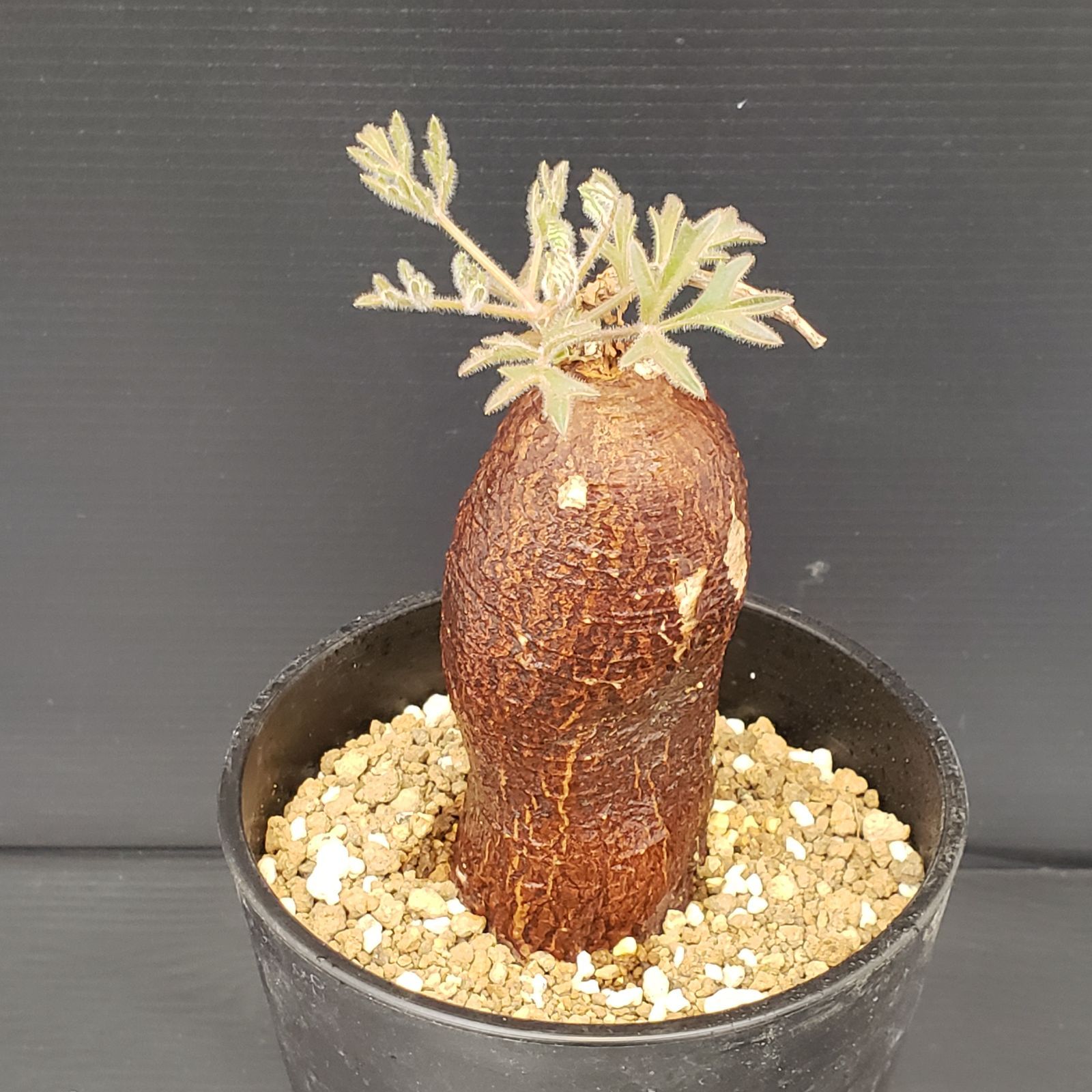 H443【自社養生株】キフォステンマ モンタグナッキー（現地球・発根株