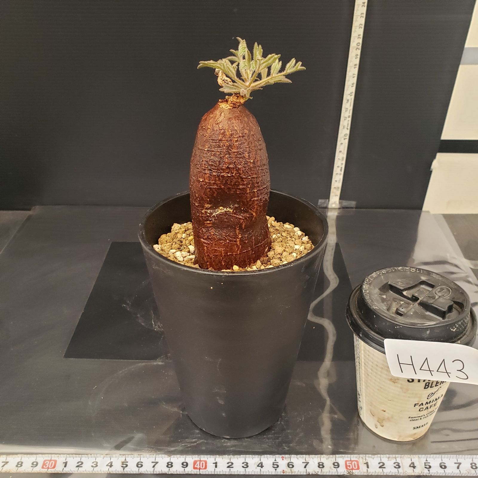 H443【自社養生株】キフォステンマ モンタグナッキー（現地球・発根株