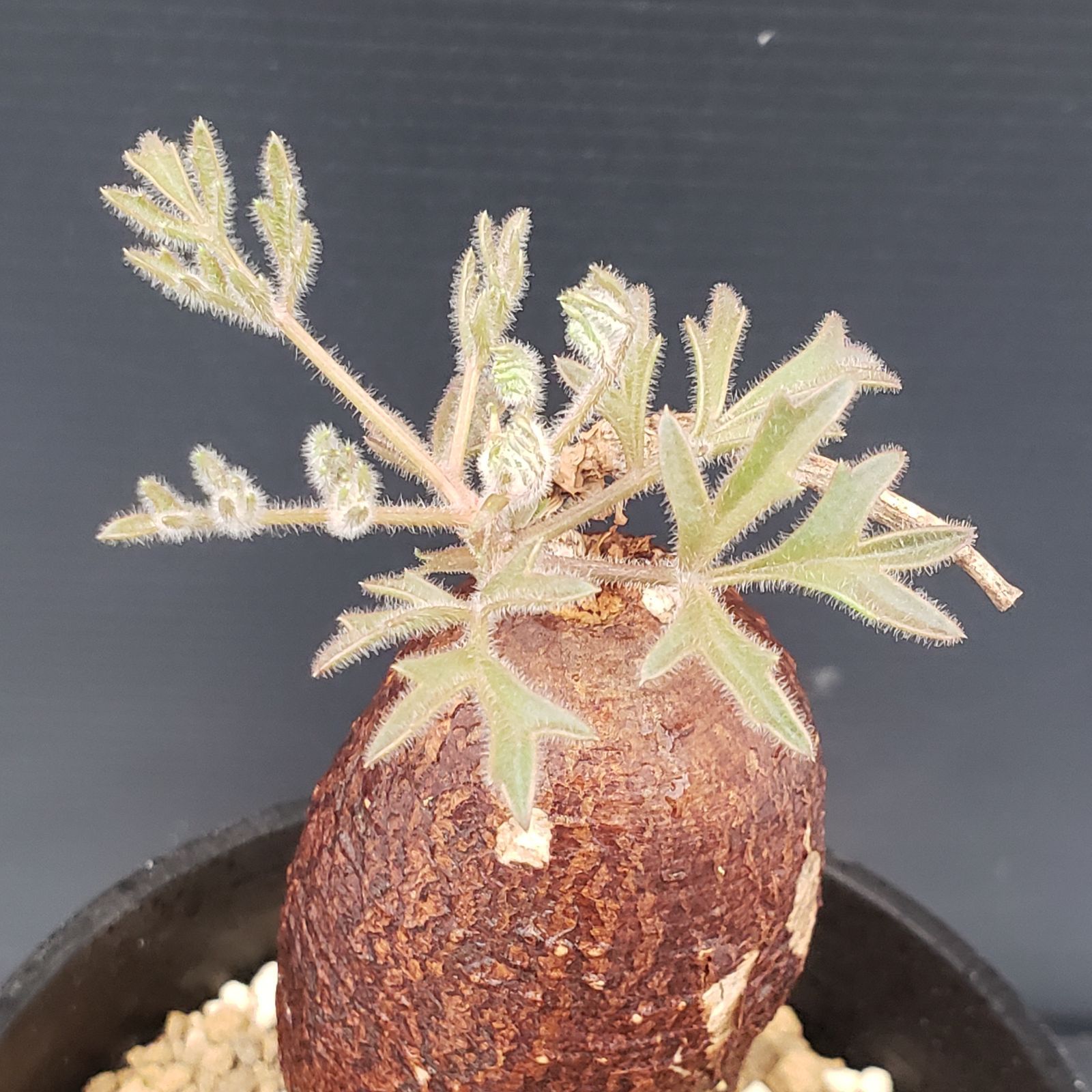 H443【自社養生株】キフォステンマ モンタグナッキー（現地球・発根株