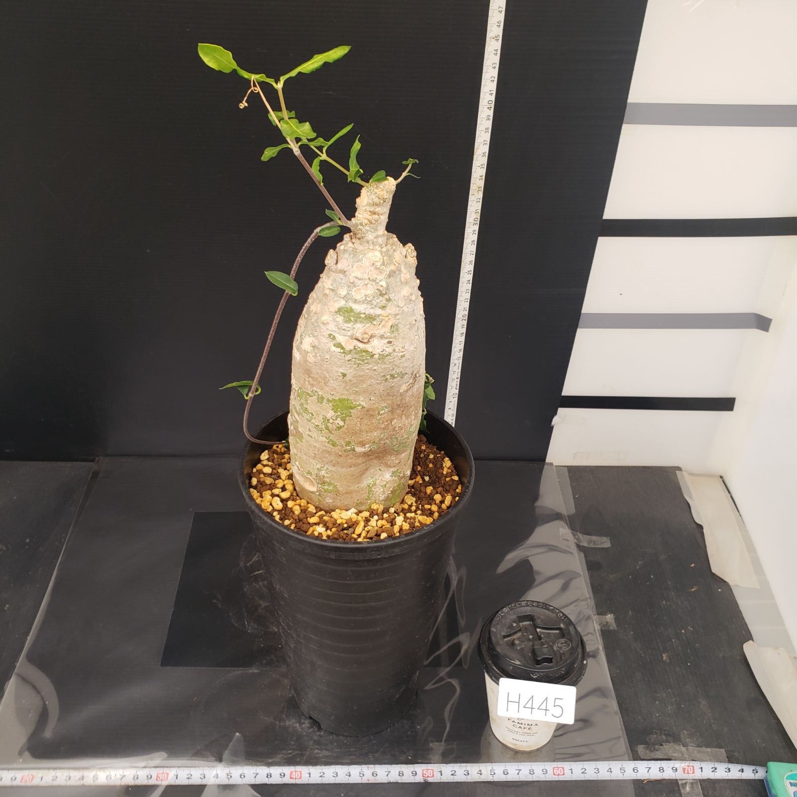 H445【自社養生株】フォッケア エデュリス（現地球・発根株・鉢植え