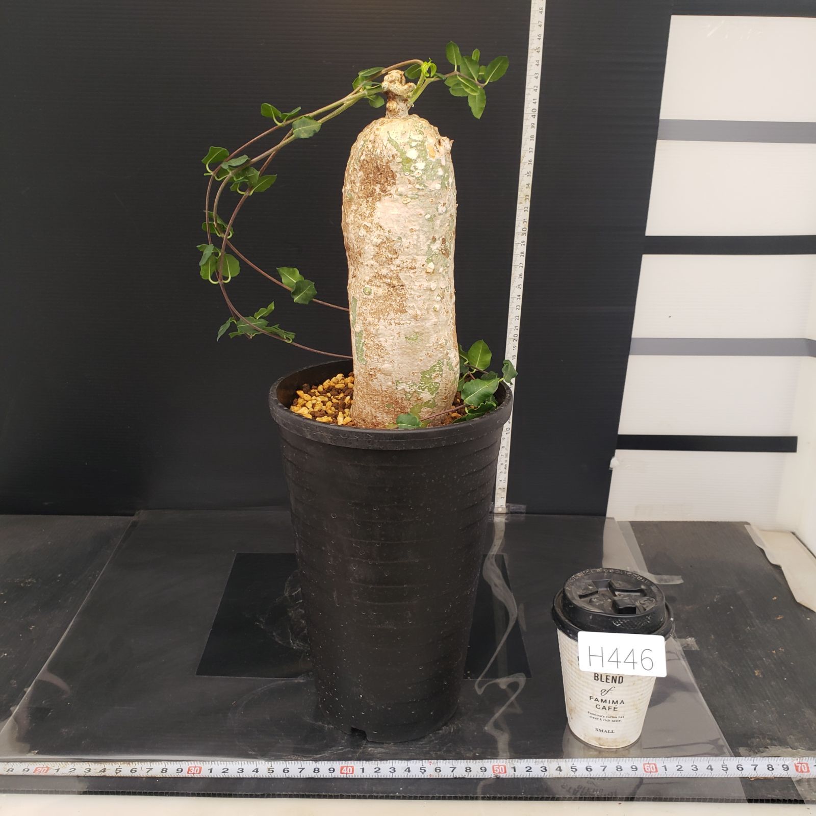 H446【自社養生株】フォッケア エデュリス（現地球・発根株・鉢植え